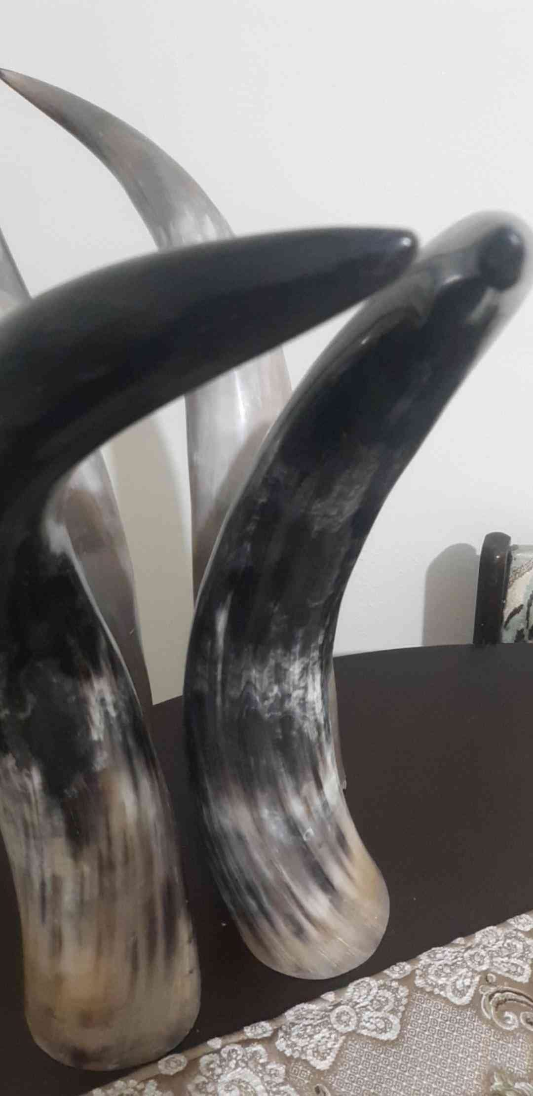 قرون جاموس مفرغه للبيع قرون
لا تنسَ أنك شاهدت هذا الإعلان في عنكبوت
قرون جاموس عدد 4 للبيع...