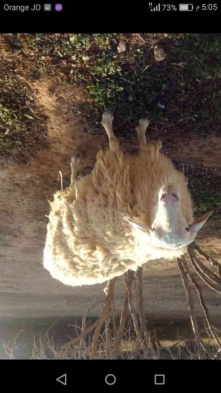 كبش عساف
لا تنسَ أنك شاهدت هذا الإعلان في عنكبوت
كبش عساف صحه ونضافه
الكبش بالصلاه عالنبي
الس...