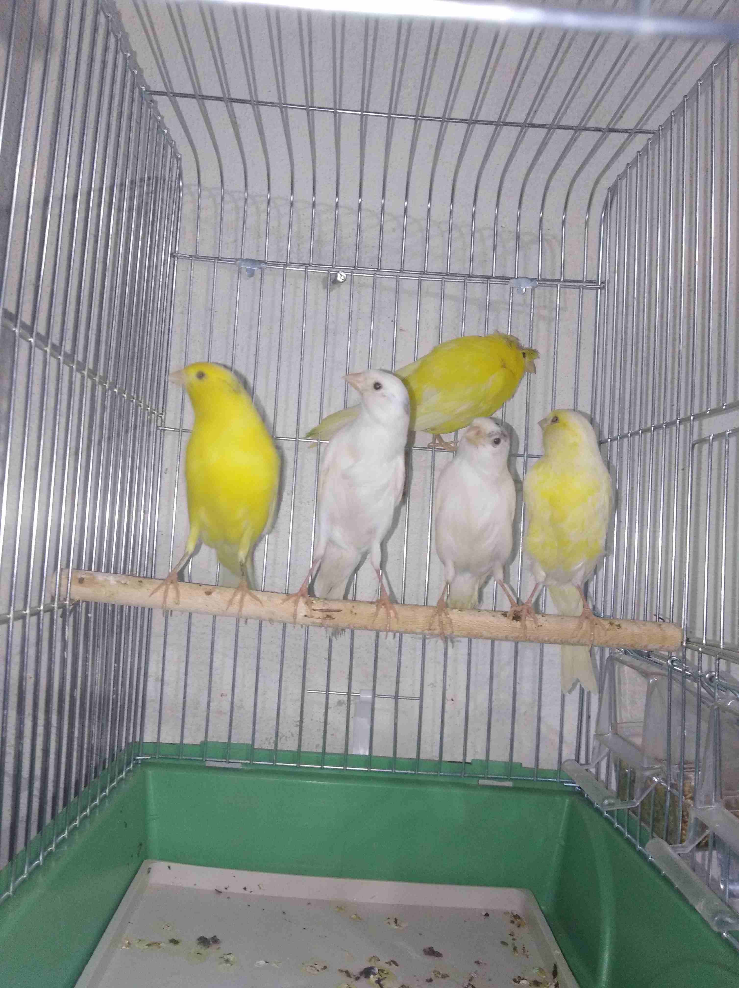 5 طوير كنارات 2 بيض و3 ليمونيات طوير مااااادات للبيع
لا تنسَ أنك شاهدت هذا الإعلان في عنكبوت
بسم...