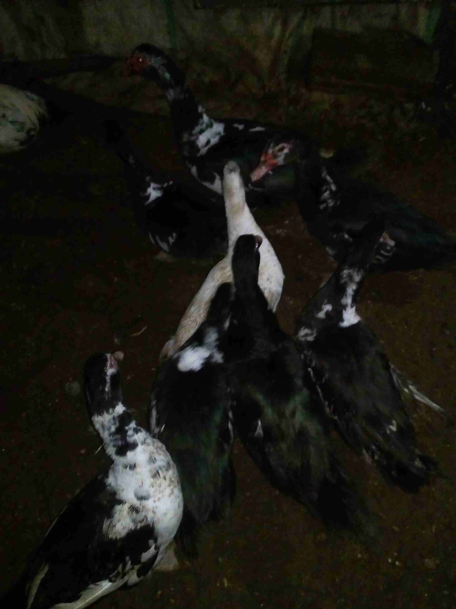 يوجد بط للبيع
لا تنسَ أنك شاهدت هذا الإعلان في عنكبوت
يوجد بط للبيع نوع كسوفي 3ذكور و5 اناثي...