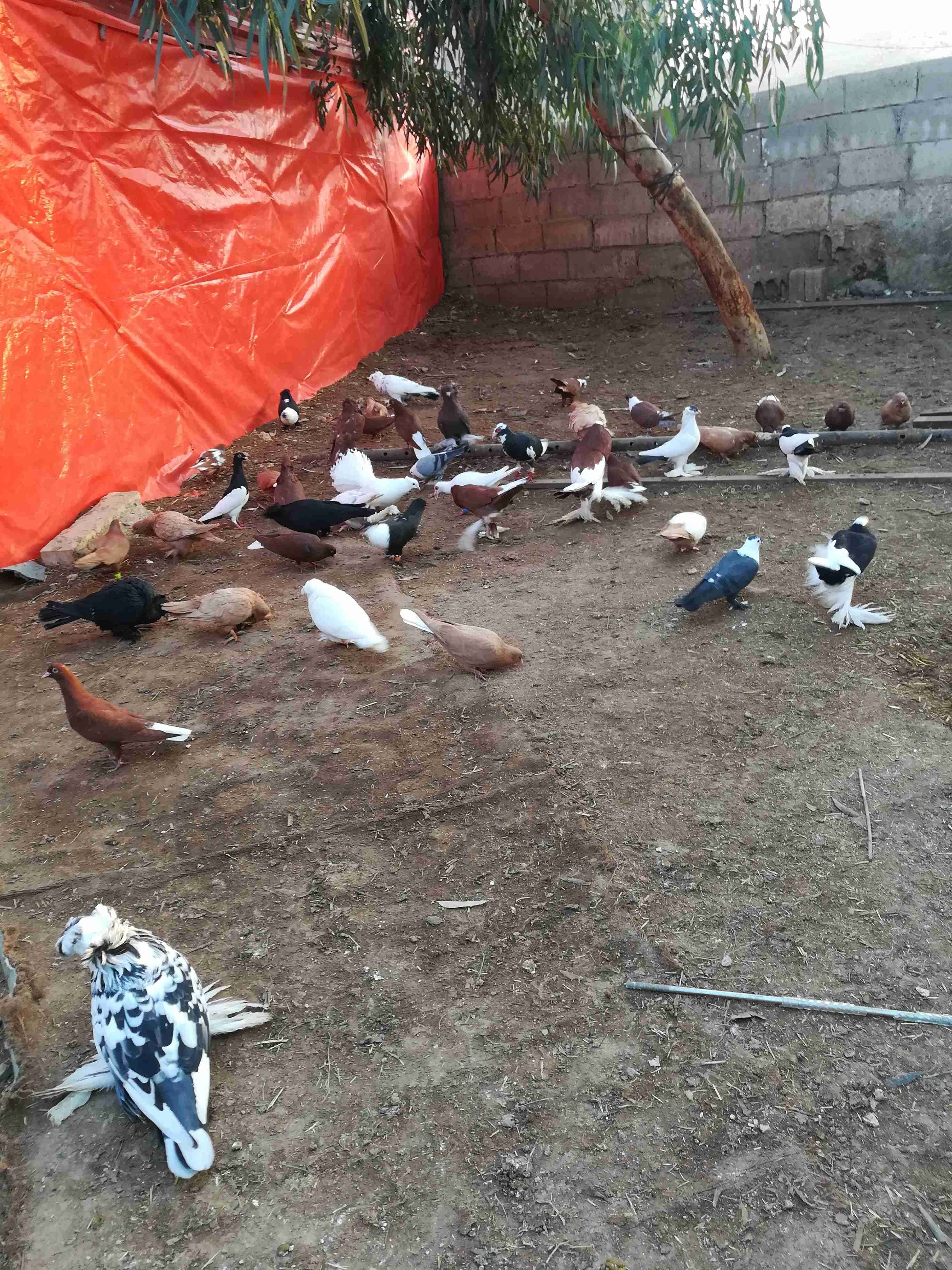 موجود حمام قصات حلوة ونخب
لا تنسَ أنك شاهدت هذا الإعلان في عنكبوت
حمام زينة وقصات ما شاء الله...