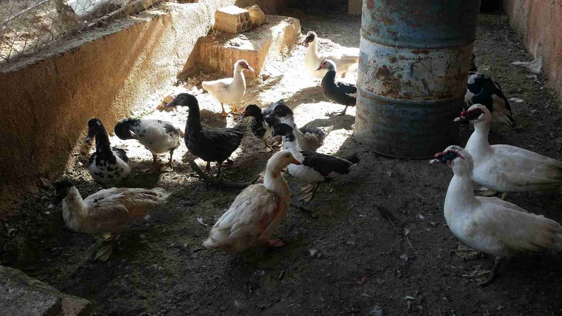 15 بطة للبيع كوم كامل
لا تنسَ أنك شاهدت هذا الإعلان في عنكبوت
7 بطات عمر 3 أشهر
والباقي أمها...