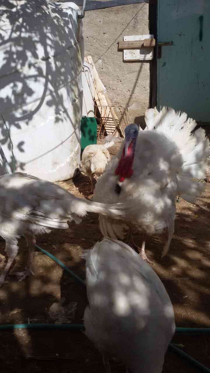 حبش للبيع
لا تنسَ أنك شاهدت هذا الإعلان في عنكبوت
حبش للبيع ذكور تكبيس واناثي بياضه صحه تمام...