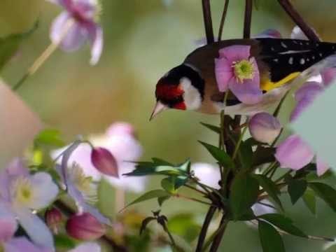 حسون مغنى للبيع او البدل
لا تنسَ أنك شاهدت هذا الإعلان في عنكبوت
صحه ونضافة وصوت
الرصيفه حي ا...