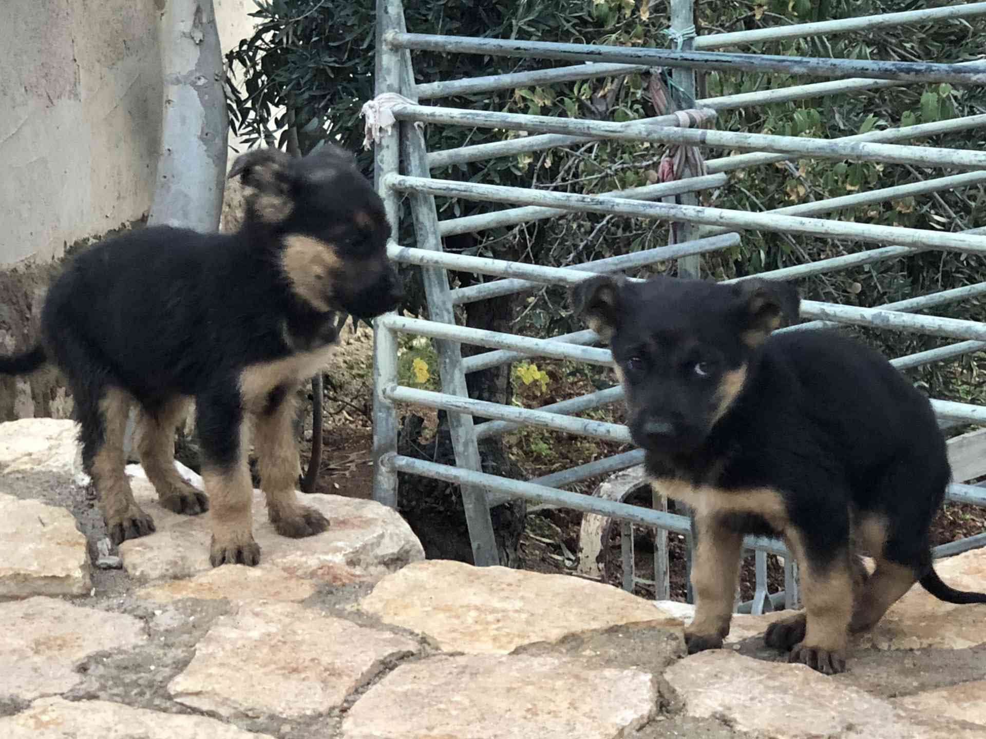 جراو جيرمن شبرد اصلي للبيع
لا تنسَ أنك شاهدت هذا الإعلان في عنكبوت
German Shepherd puppies p...