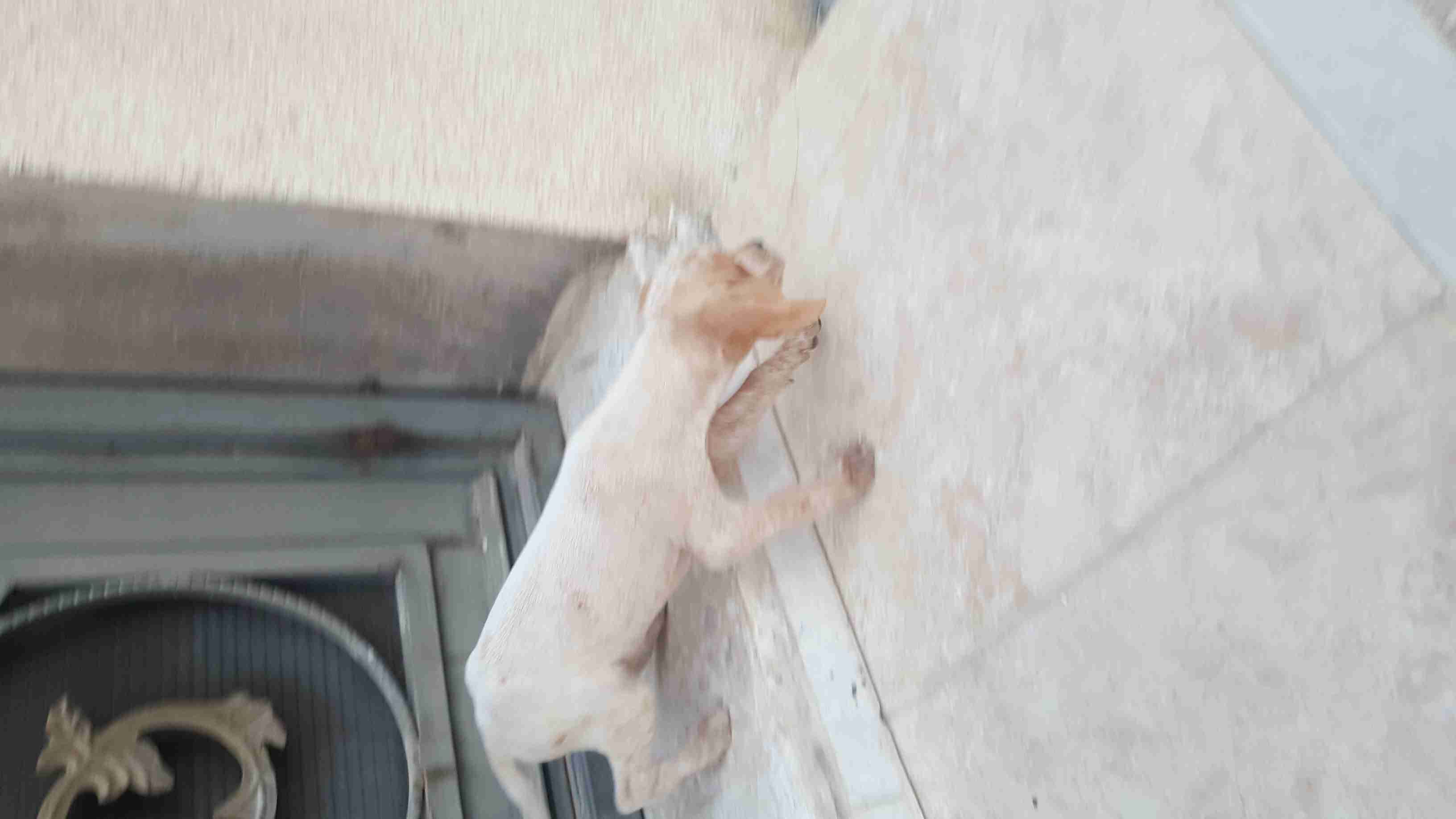 جراوة بونتر صيد
لا تنسَ أنك شاهدت هذا الإعلان في عنكبوت
يوجد اربع جراوه ذكر و ثلاث اناثي للبي...