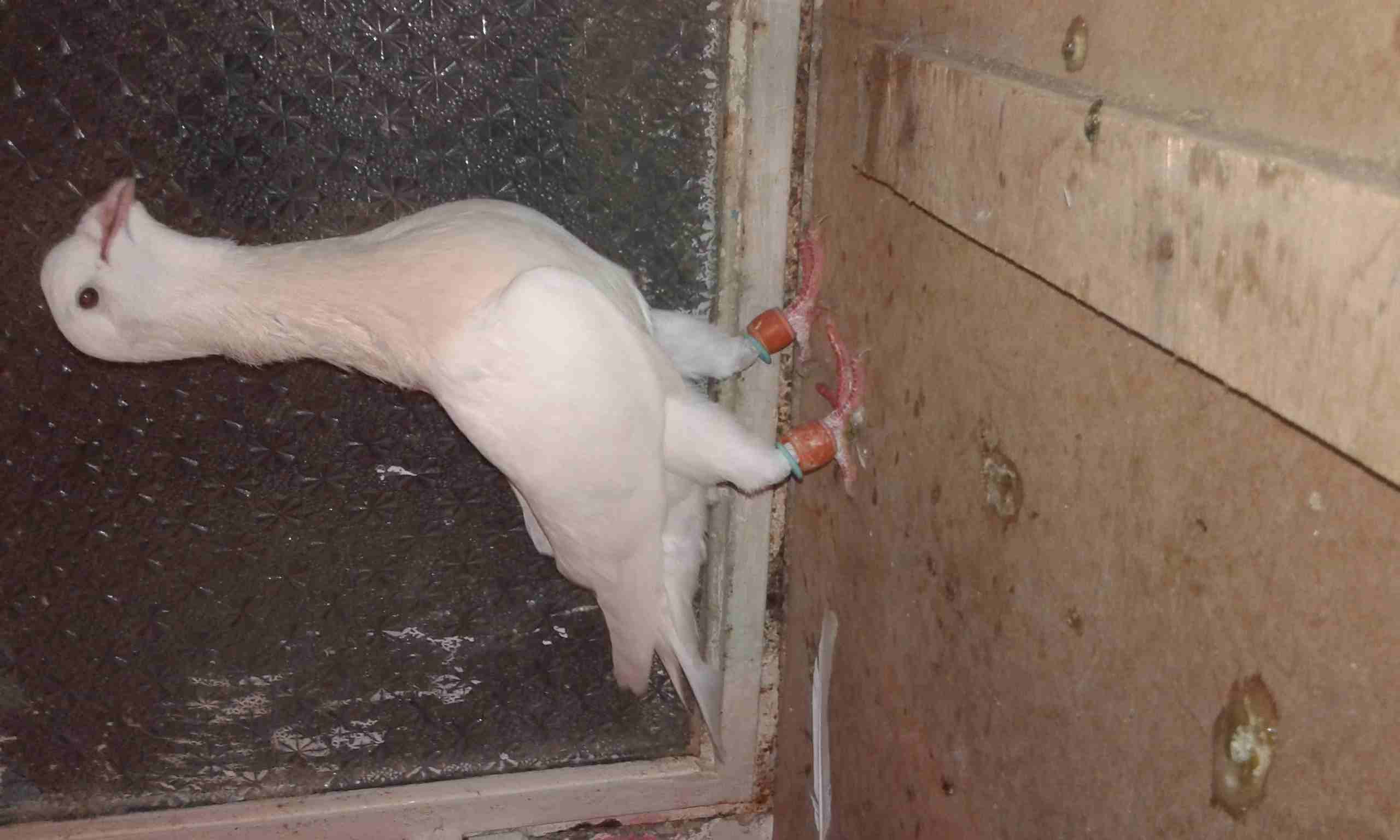 بسم الله اعاده طرح عائله رياحنه وسكريات نخب
لا تنسَ أنك شاهدت هذا الإعلان في عنكبوت
جوز اهالي واو...