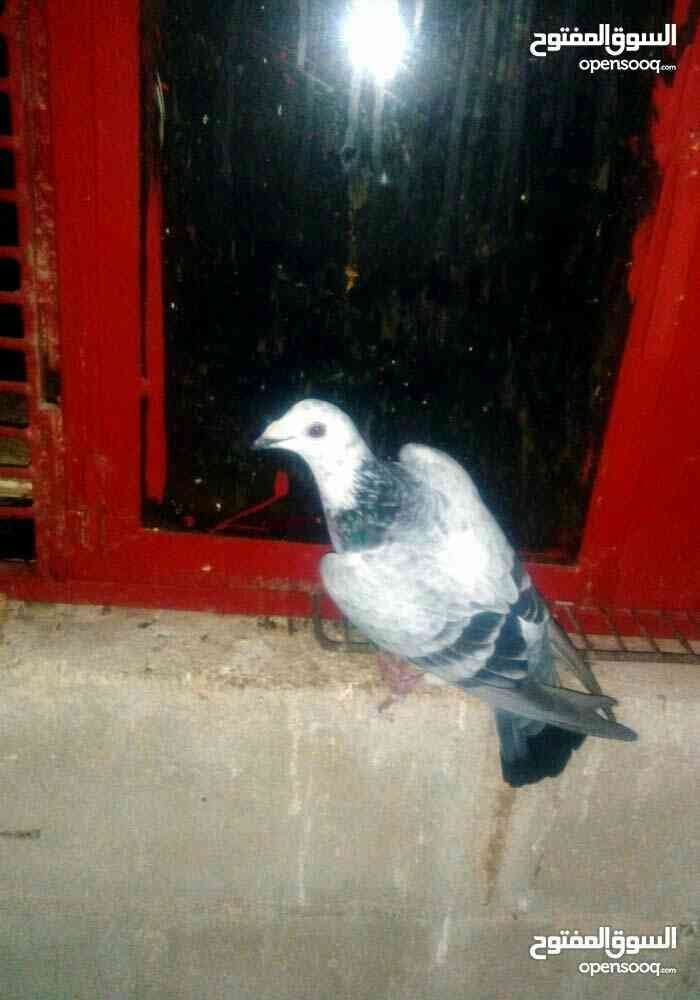 للبيع او البدل
لا تنسَ أنك شاهدت هذا الإعلان في عنكبوت
للبيع او البدل...