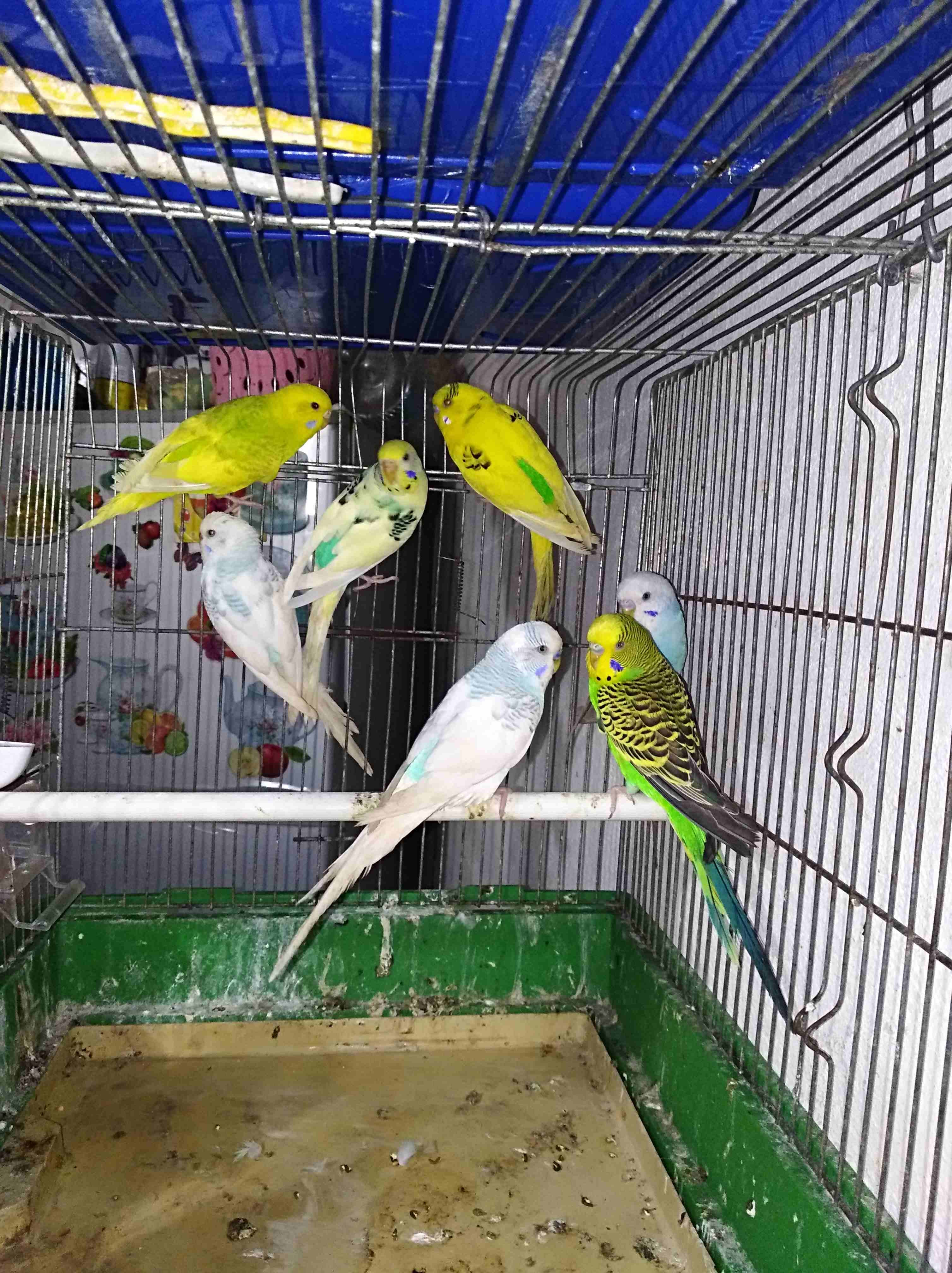 3جواااز حب بلدي فيهم جوز معو فرخ مفهوم جوز شغاله ومنتجه الله يبارك لصحب نصيب
لا تنسَ أنك شاهدت هذا الإعلان في عنكبوت...