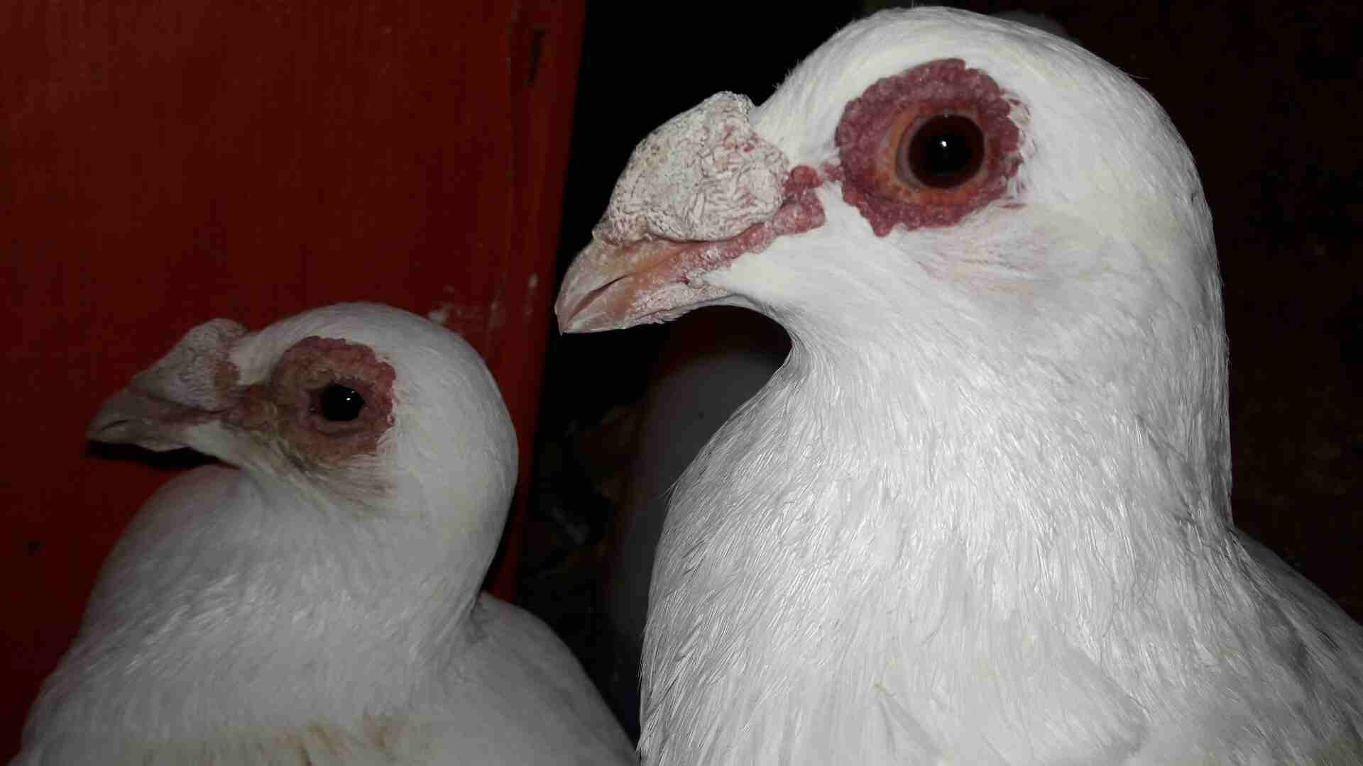 جوز بغادنة
لا تنسَ أنك شاهدت هذا الإعلان في عنكبوت
جوز بغادنة بالصلاة ع النبي موجودات بالاشرافية...
