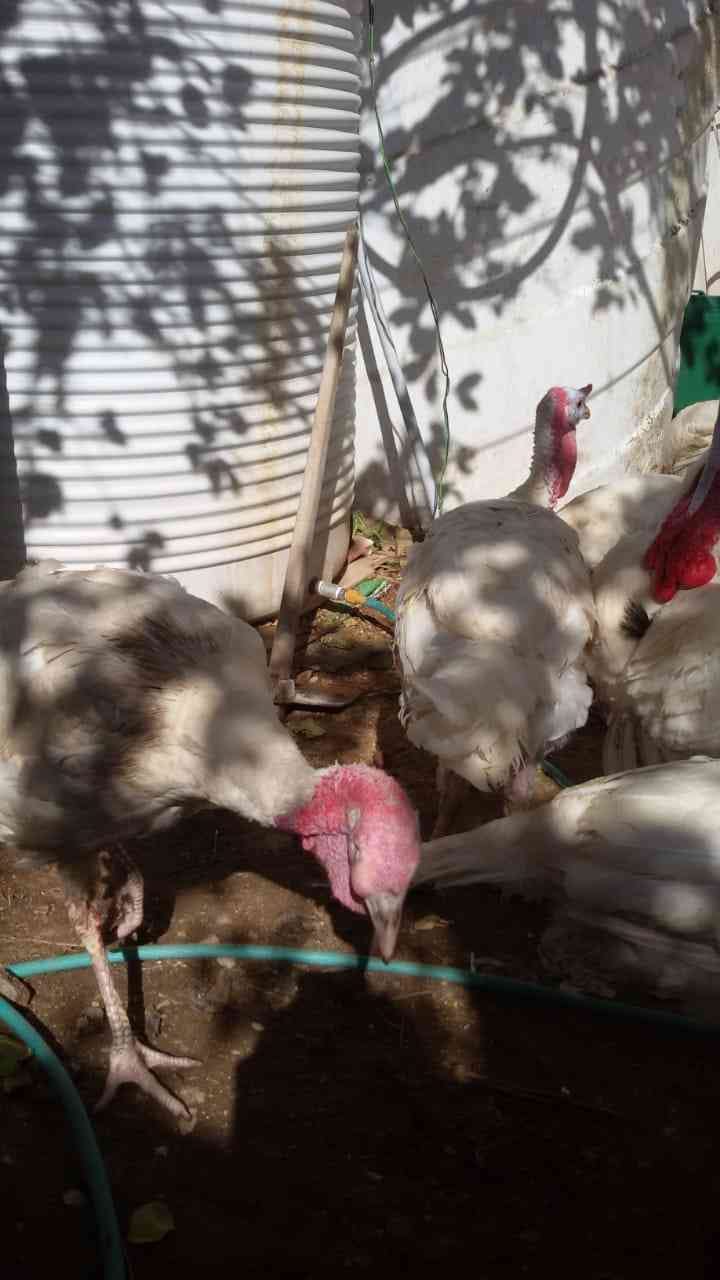 حبش للبيع
لا تنسَ أنك شاهدت هذا الإعلان في عنكبوت
حبش للبيع ذكور تكبيس واناثي بياضه صحه تمام...