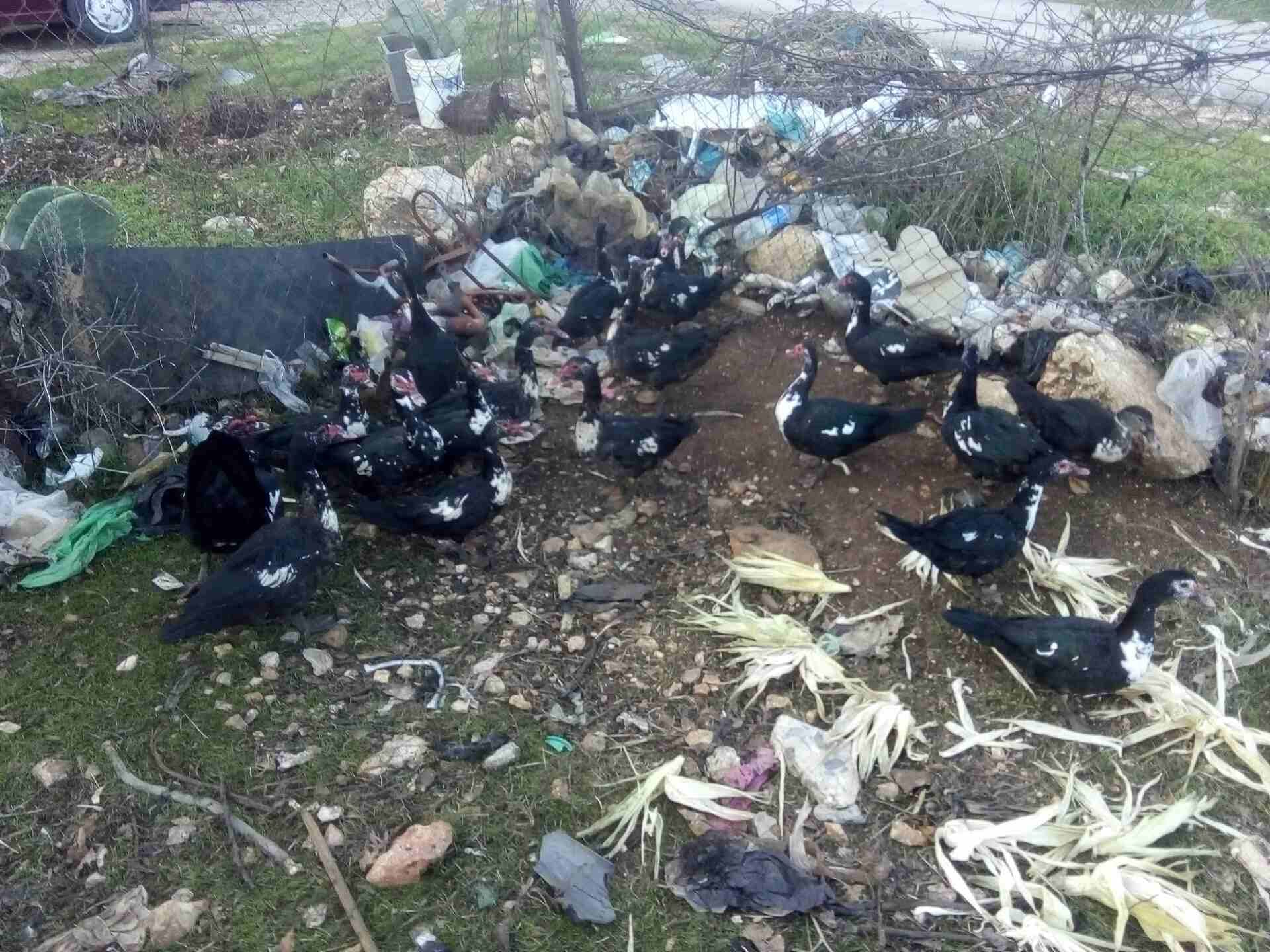 عدد عشرين بطه
لا تنسَ أنك شاهدت هذا الإعلان في عنكبوت
بط مصر للبيع سبع اديوك او اكثر و13بطه الرقم...