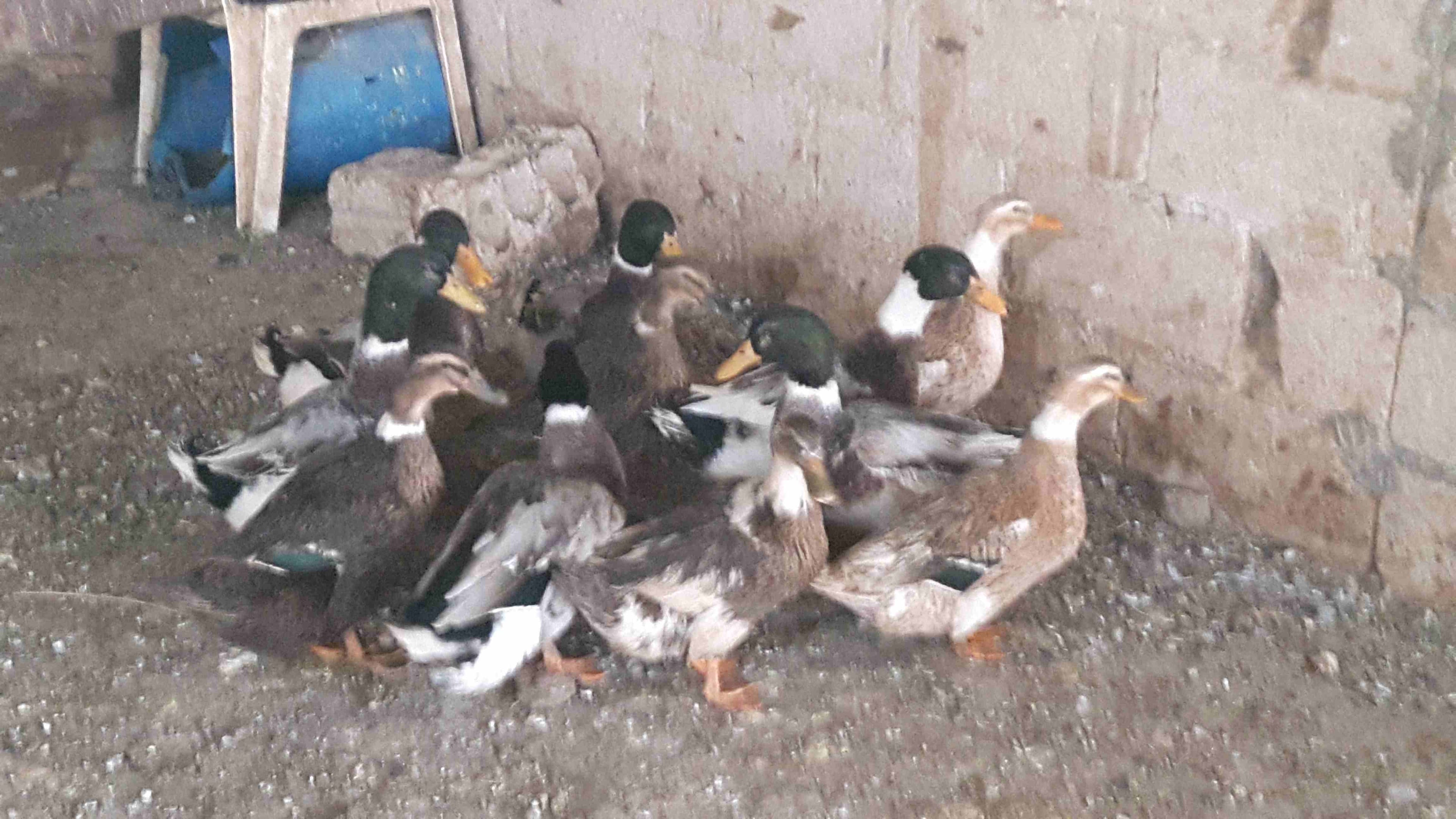 بط للبيع
لا تنسَ أنك شاهدت هذا الإعلان في عنكبوت
بط ابو حشيش للبيع
شغال6...