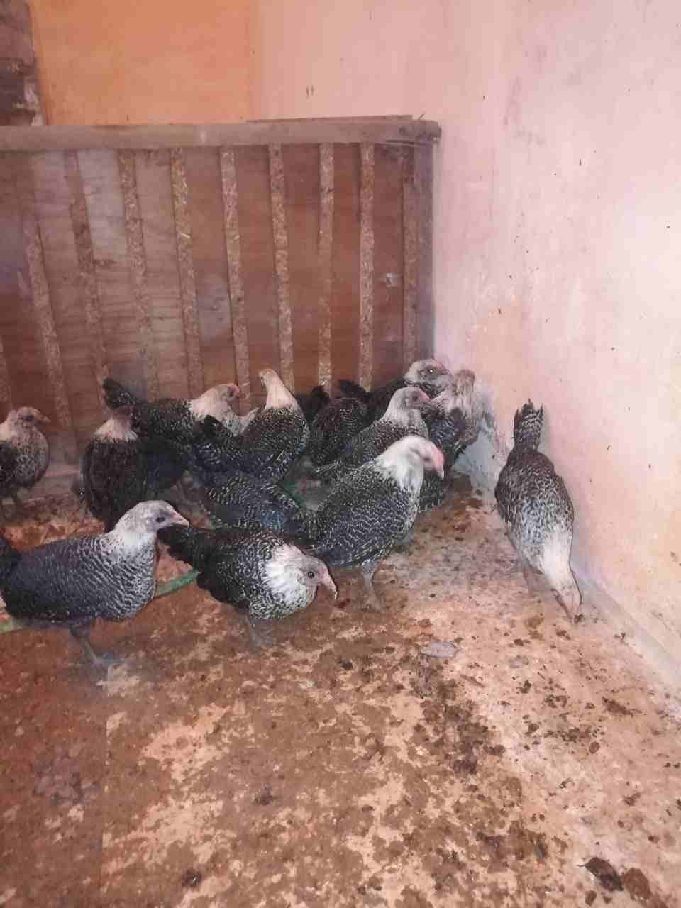 فراخ 122 حبه
لا تنسَ أنك شاهدت هذا الإعلان في عنكبوت
122 فرخه العمر شهرين...