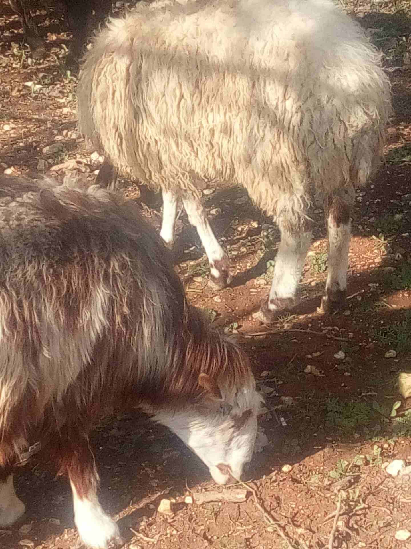 غنم لحم
لا تنسَ أنك شاهدت هذا الإعلان في عنكبوت
نعجة لحم سن النعجة رباعية ... العابور عمرها 11 ش...