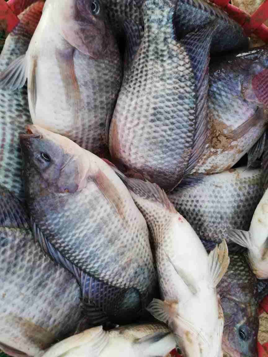 سمك حي يباع مباشرا داخل المزرعة مع وجود خدمة التنظيف مشط أوزان 400-600غم
لا تنسَ أنك شاهدت هذا الإعلان في عنكبوت...