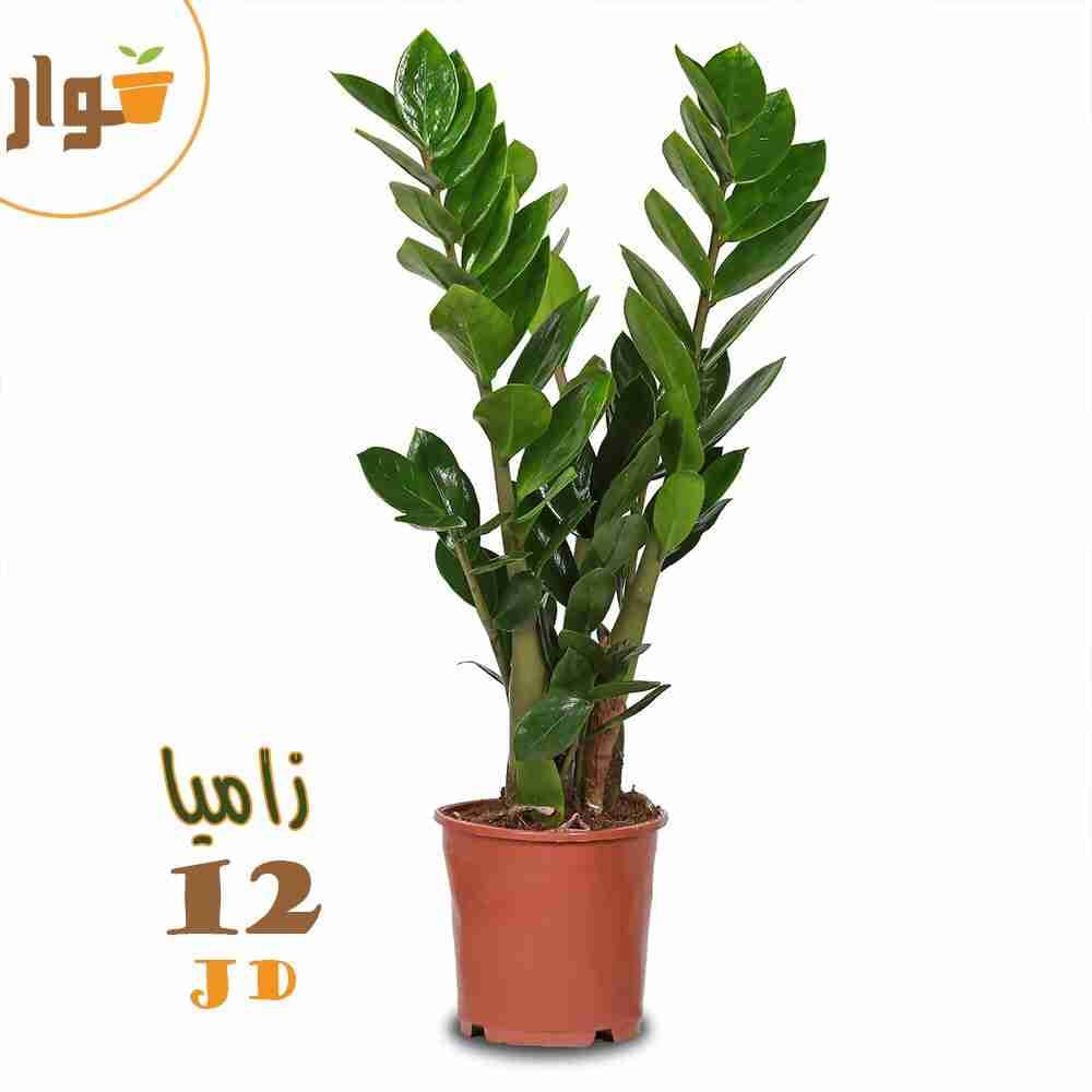 نباتات زينة داخلية وخارجية وقواوير سيراميك نوع فاخر
لا تنسَ أنك شاهدت هذا الإعلان في عنكبوت
ل...