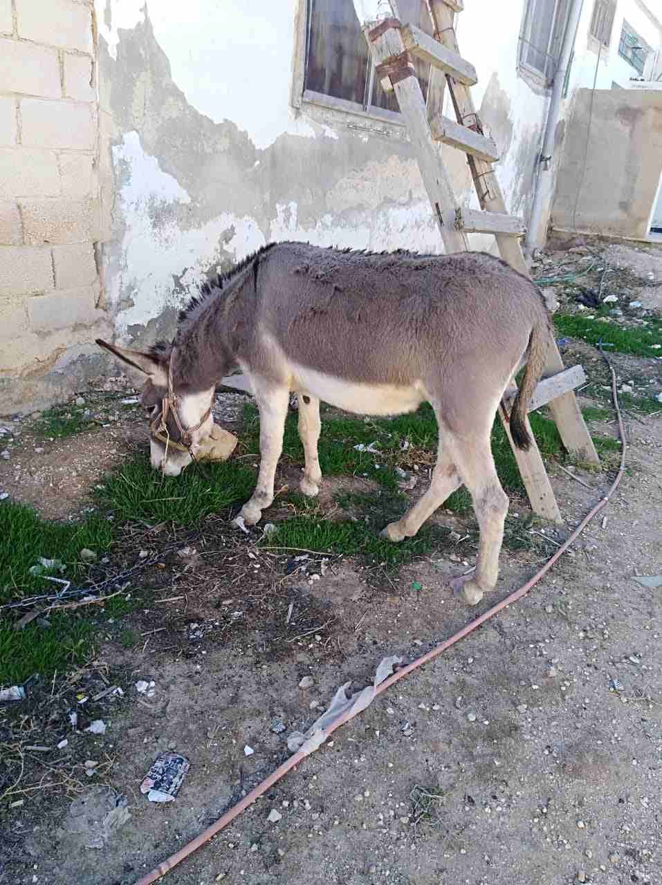 حماره للبيع
لا تنسَ أنك شاهدت هذا الإعلان في عنكبوت
0776576748
رقم المعلن :0798612567
لمشاهدة المزيد من الإع...