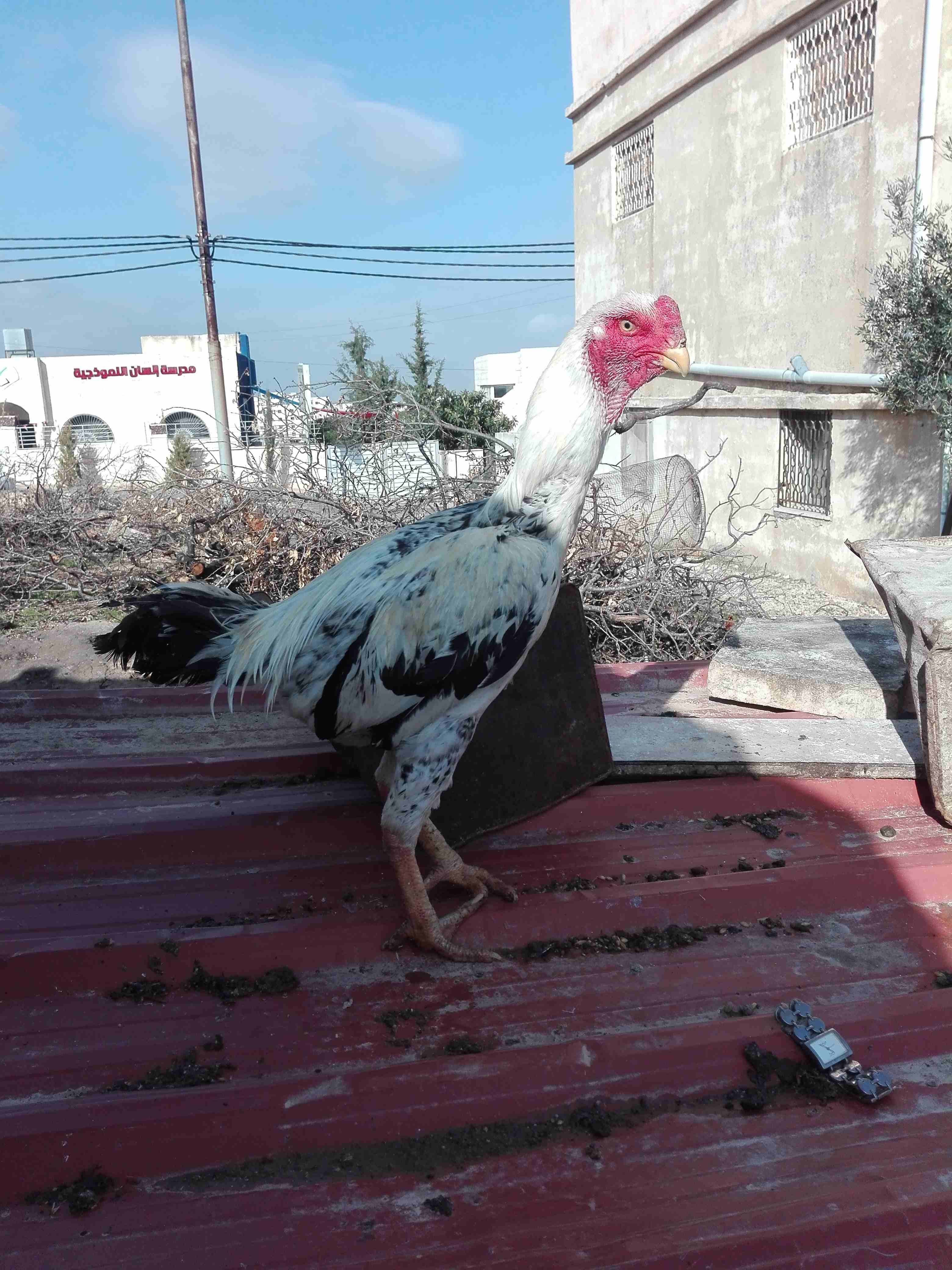حجازي فارسي
لا تنسَ أنك شاهدت هذا الإعلان في عنكبوت
جوز فارسي اول خيرهم. ديك و فرخه...
