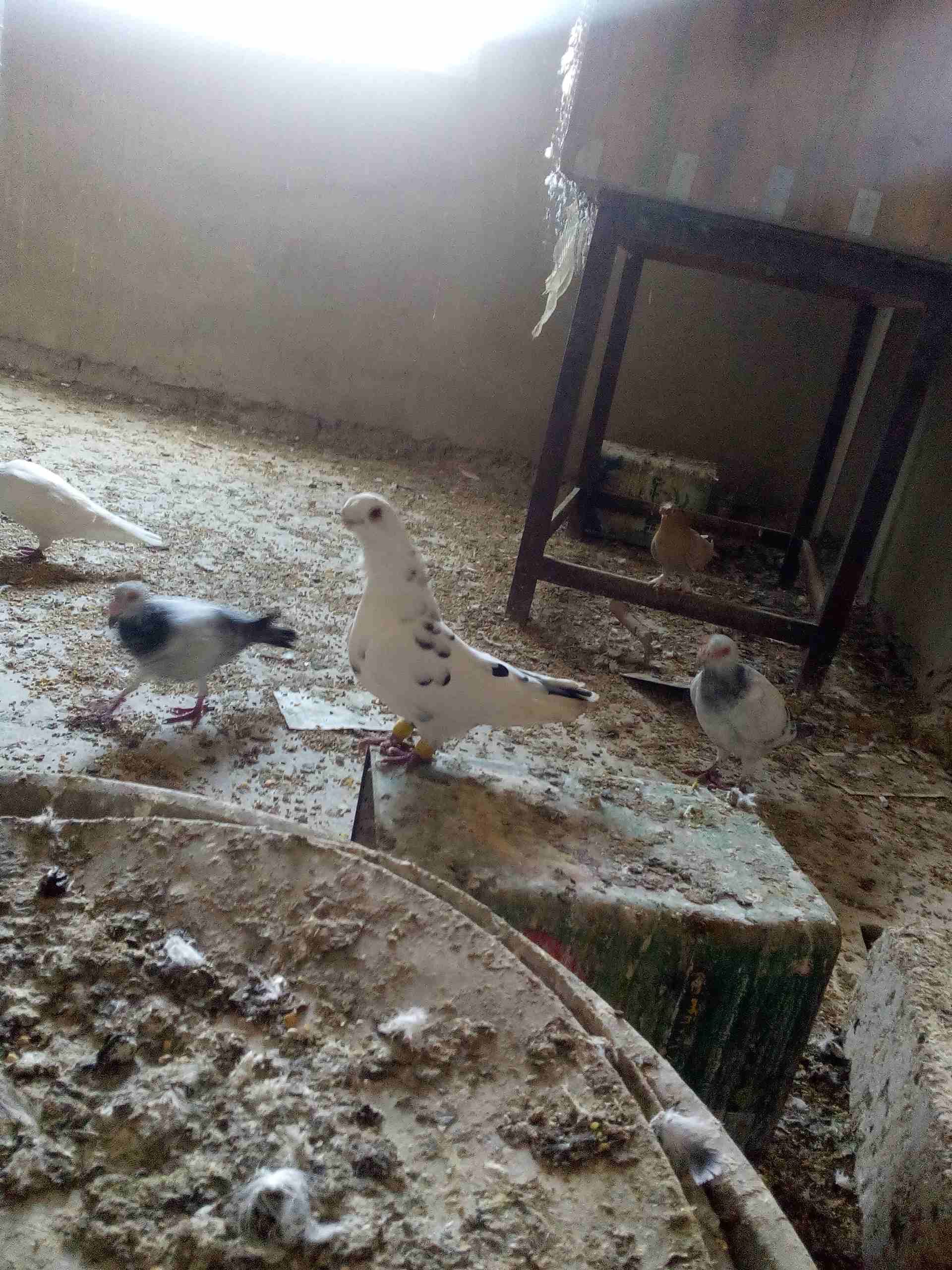 3 جواز ذبابنه
لا تنسَ أنك شاهدت هذا الإعلان في عنكبوت
الفحول الثلاث نخب الطواير بولنديه زرقا مقلو...