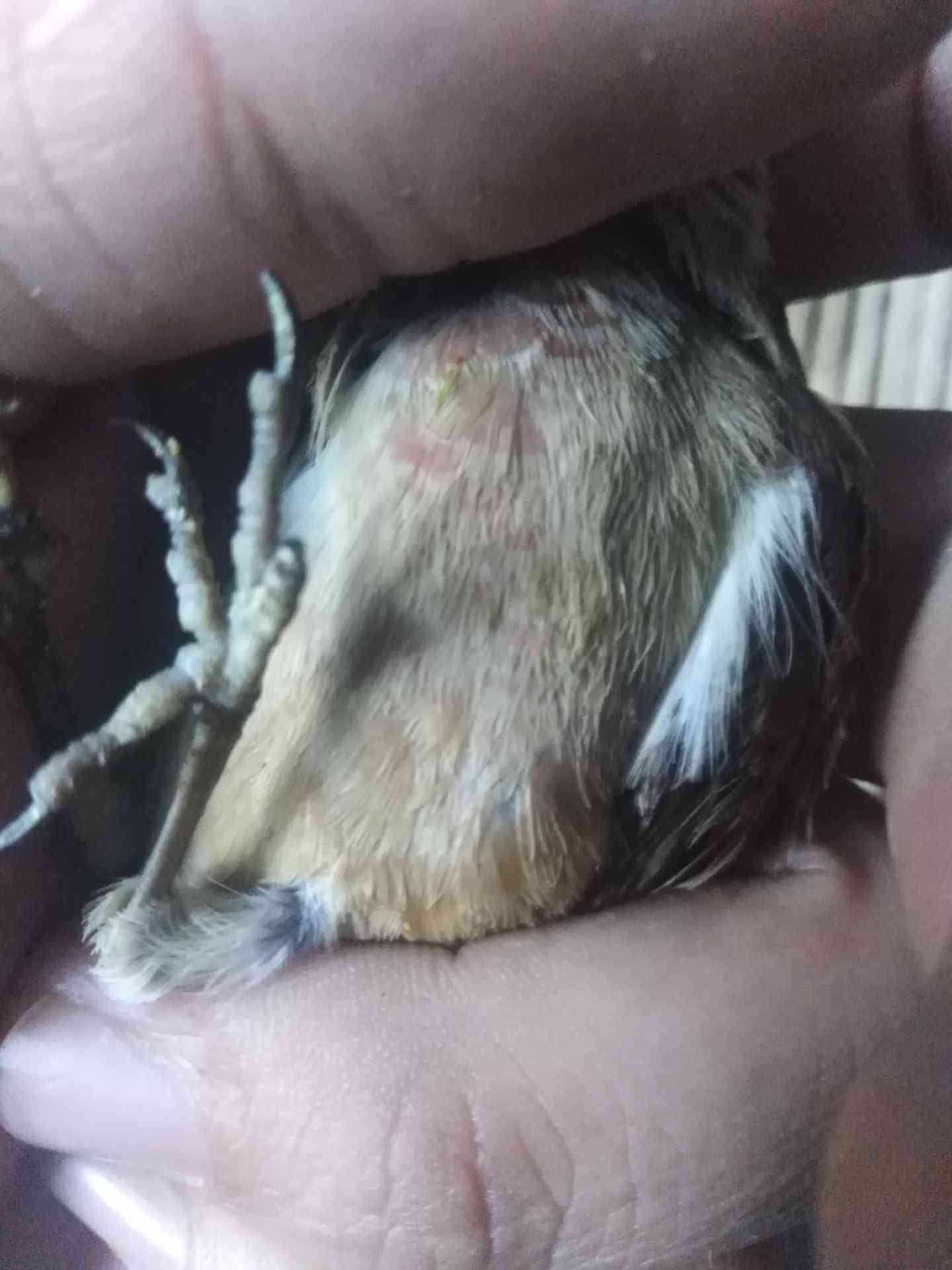 جوز تفح هادي بالقفص الذكر بحني
لا تنسَ أنك شاهدت هذا الإعلان في عنكبوت
جوز تفح بصلاه ع النبي...