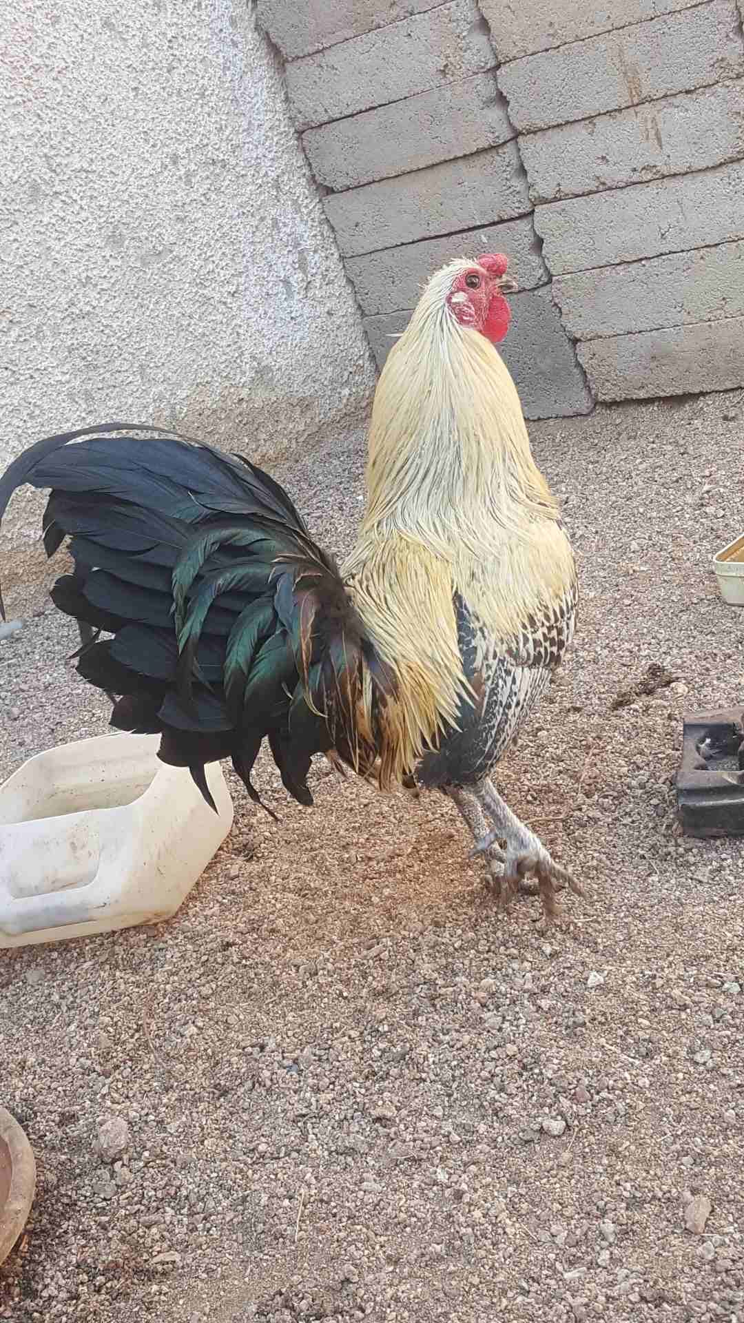 ديوك فححول للبيع
لا تنسَ أنك شاهدت هذا الإعلان في عنكبوت
ديك بلدي
ديك مصري فيومي
ممكن للبدل على...