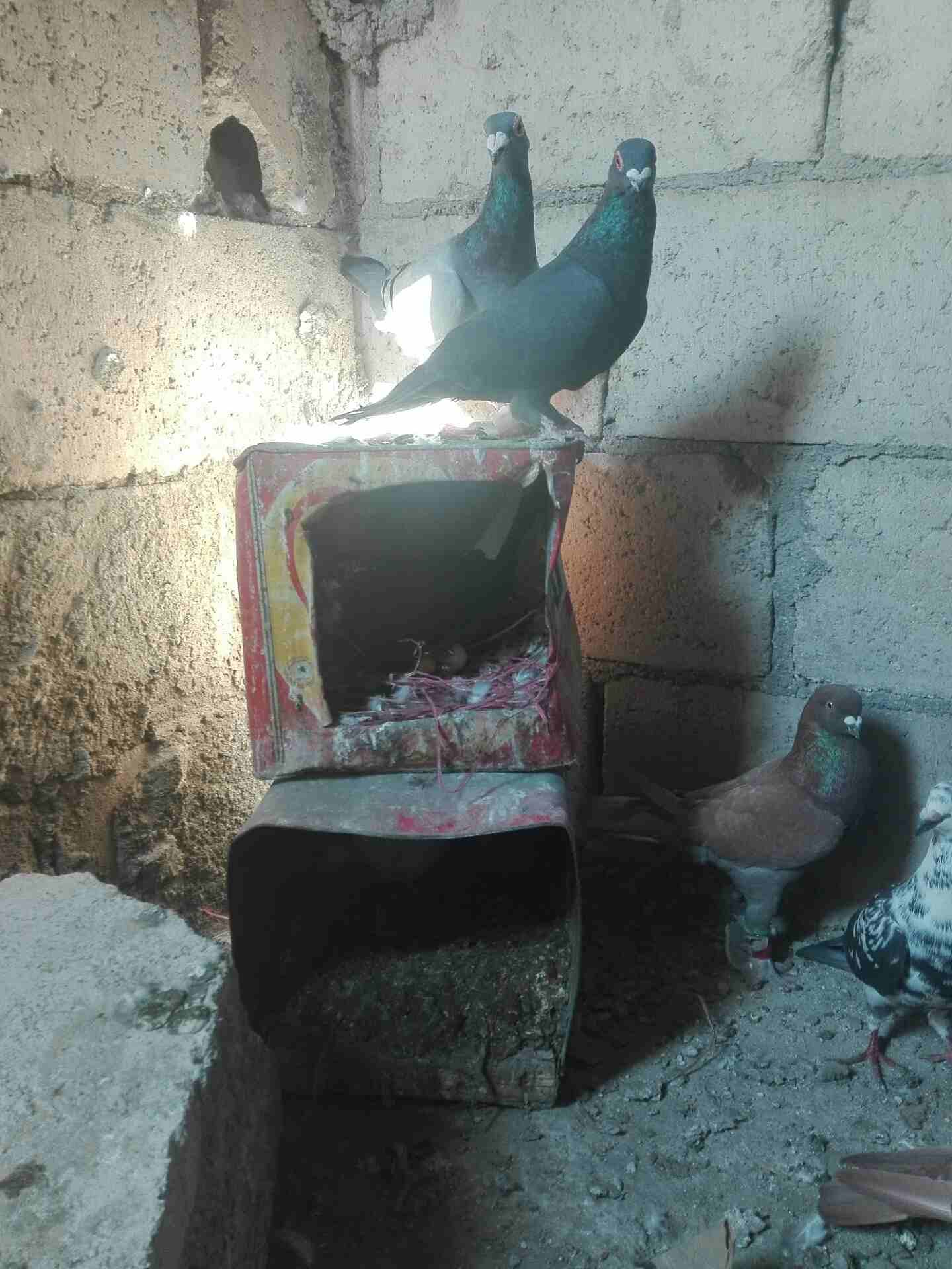 9 حمامات
لا تنسَ أنك شاهدت هذا الإعلان في عنكبوت
جوز تحتهم فراخ وجوز تحتهم بيض...