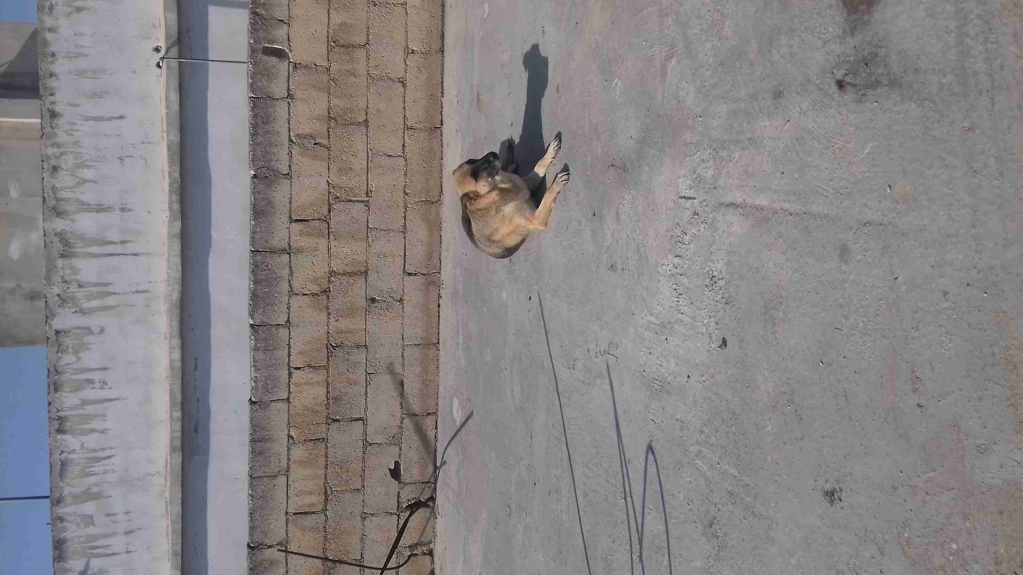 ذكر هاسكي نخب وأنثى ولف بلاك حكيت..
لا تنسَ أنك شاهدت هذا الإعلان في عنكبوت
ذكر هاسكي عمر سنه...
