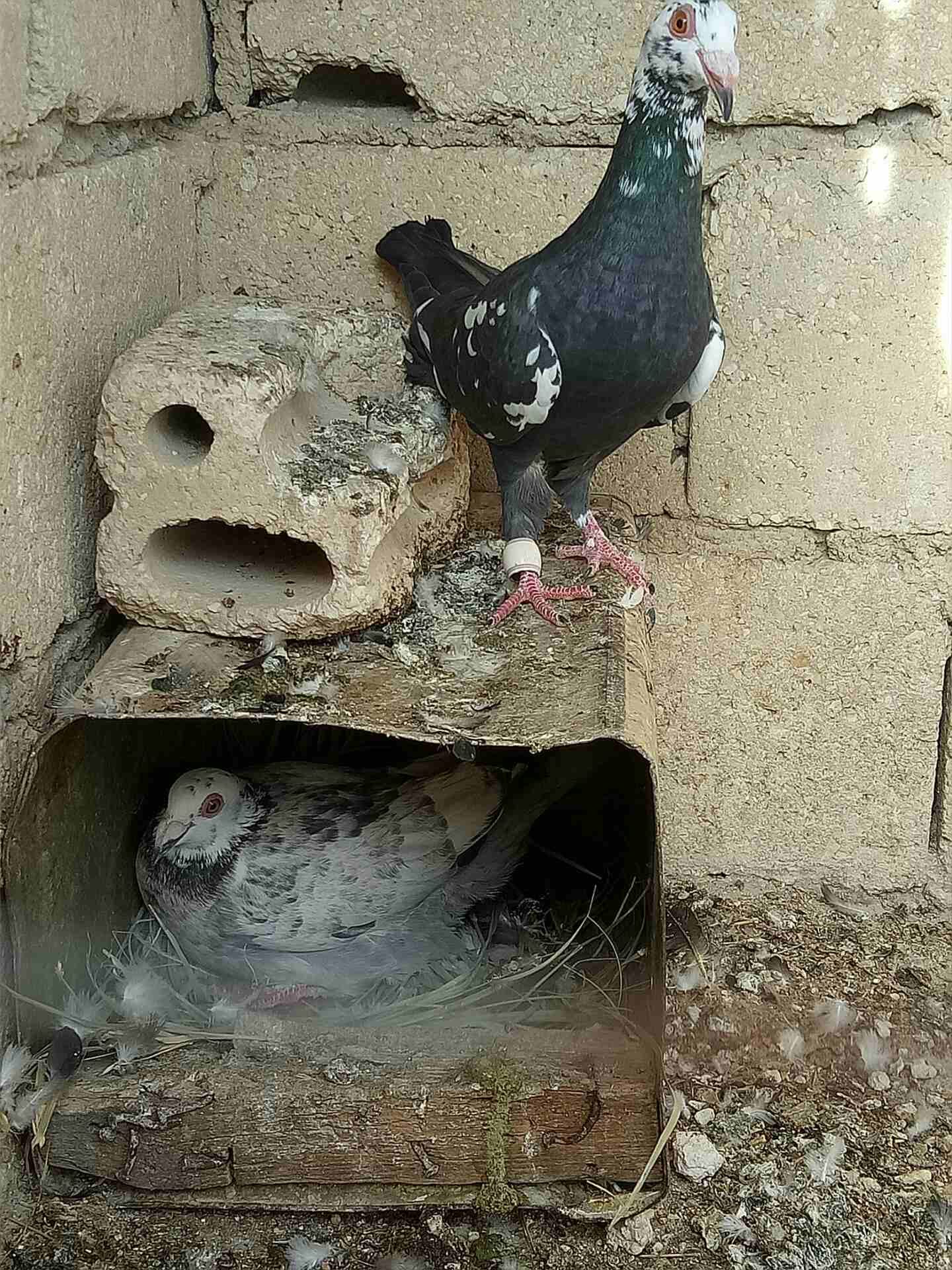جوزين حمام للبيع او تبديل ع عصافير
لا تنسَ أنك شاهدت هذا الإعلان في عنكبوت
جوزين حمام للبيع او ت...