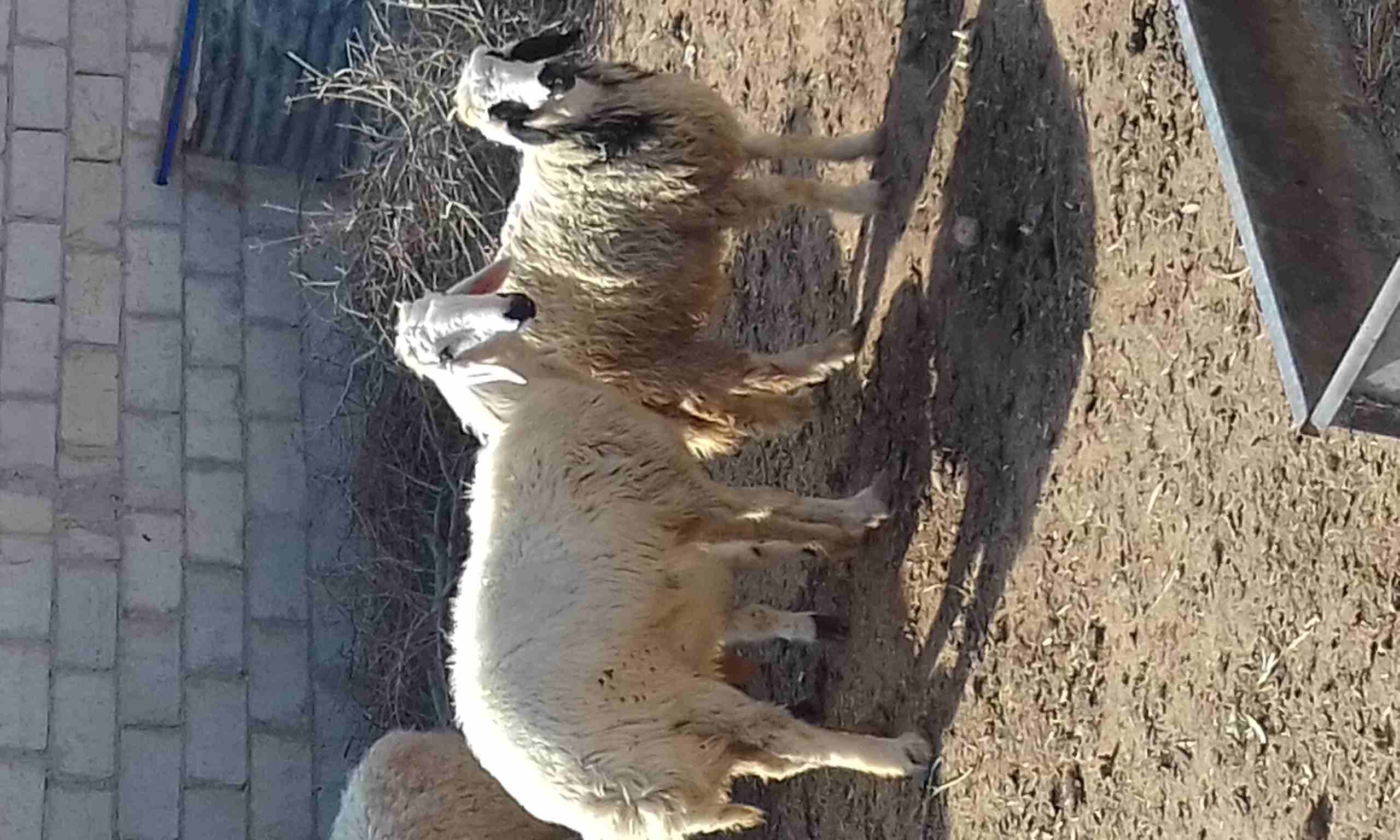 قبرصي مهجن على نجدي
لا تنسَ أنك شاهدت هذا الإعلان في عنكبوت
ثنيه عشار شهر من كبش نجدي اصيل وبنتها...