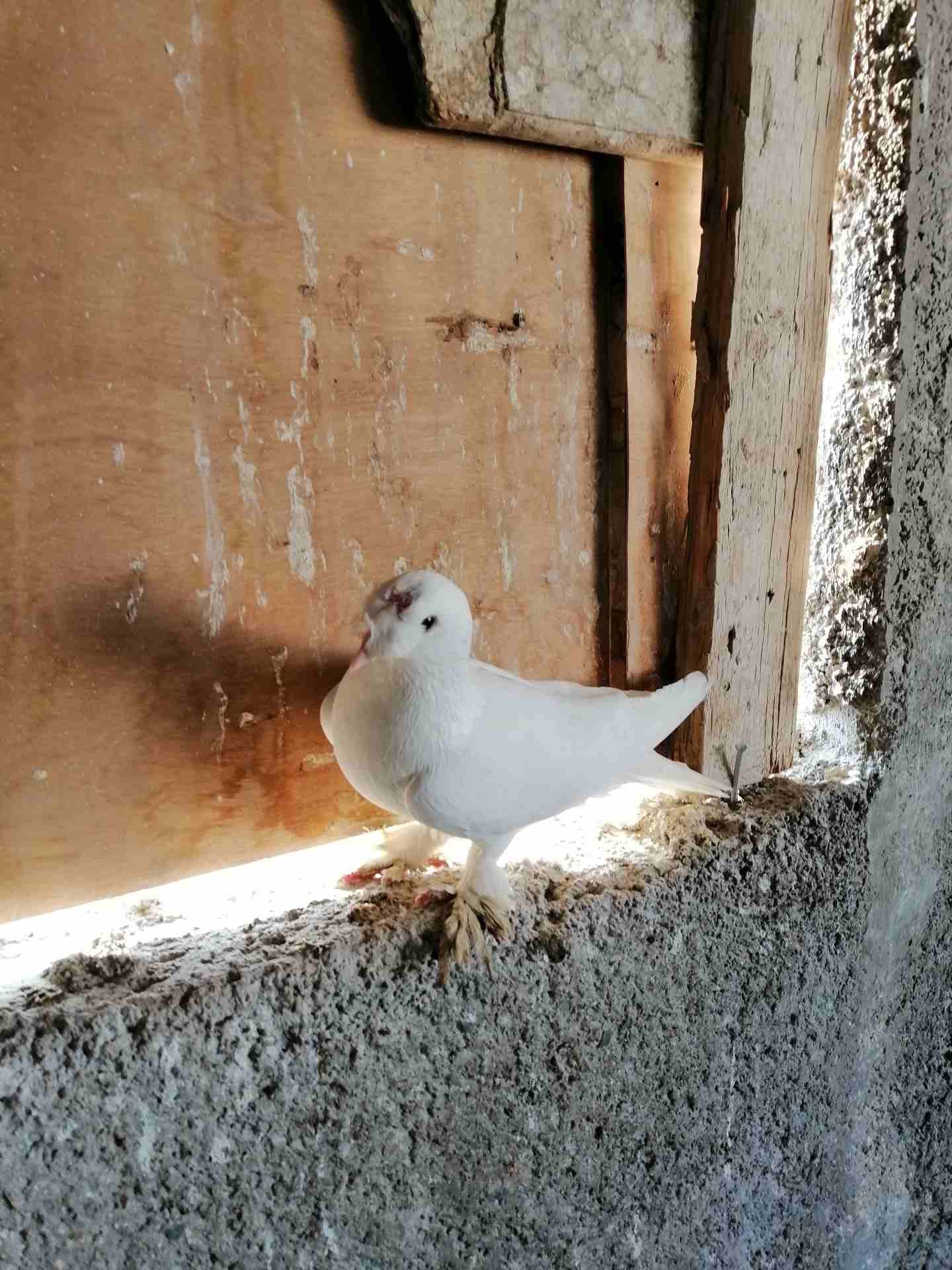فحل مخلف ومخلص طير حمام نخب النخب موجود في الزرقاء
لا تنسَ أنك شاهدت هذا الإعلان في عنكبوت
مكاوي...