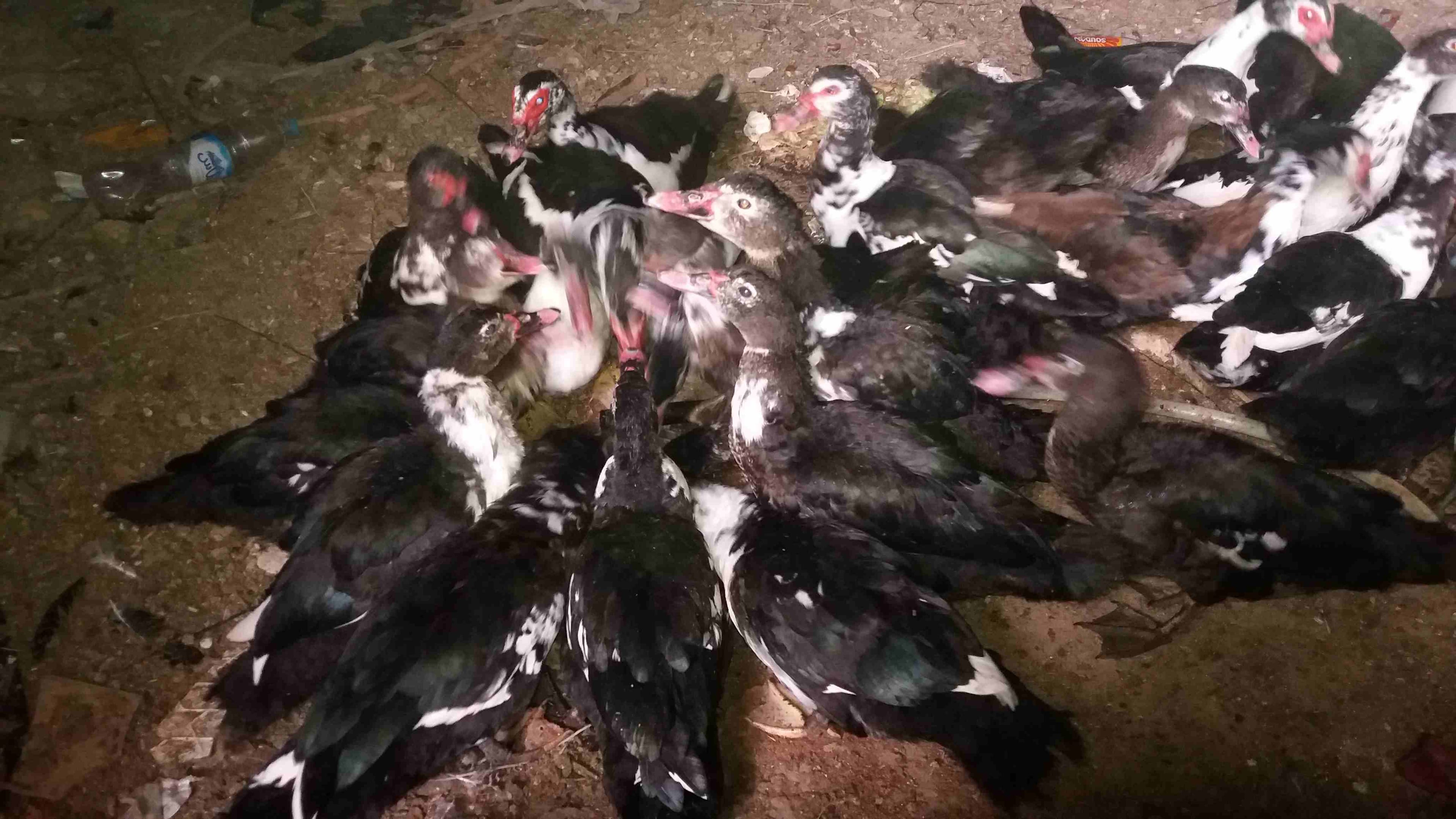 بط بلدي للبيع عدد 35
لا تنسَ أنك شاهدت هذا الإعلان في عنكبوت
بط بلدي للبيع عدد 35...