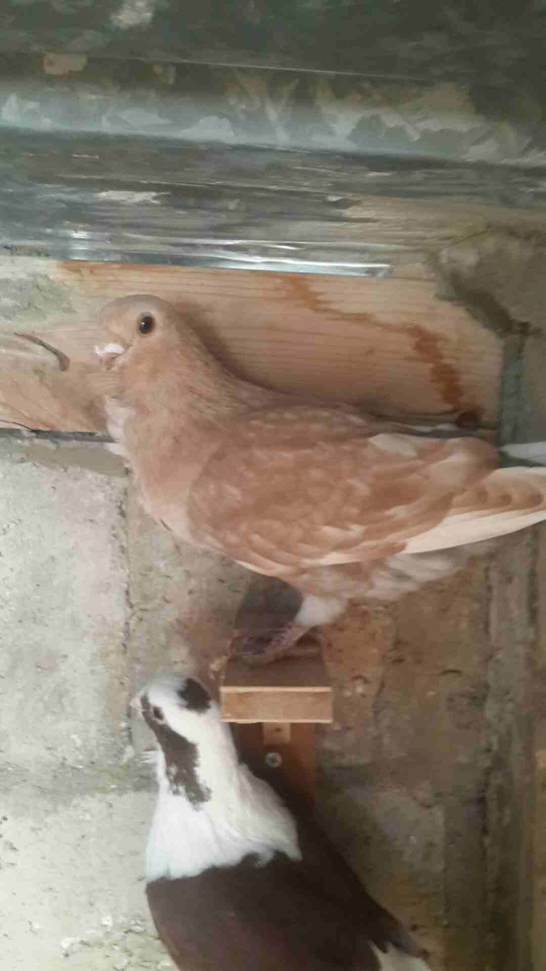 كوم فراخ للبيع فطم جديد وبواقي أنواع والوان 0796513536
لا تنسَ أنك شاهدت هذا الإعلان في عنكبوت
0796513536 الزرقاء...