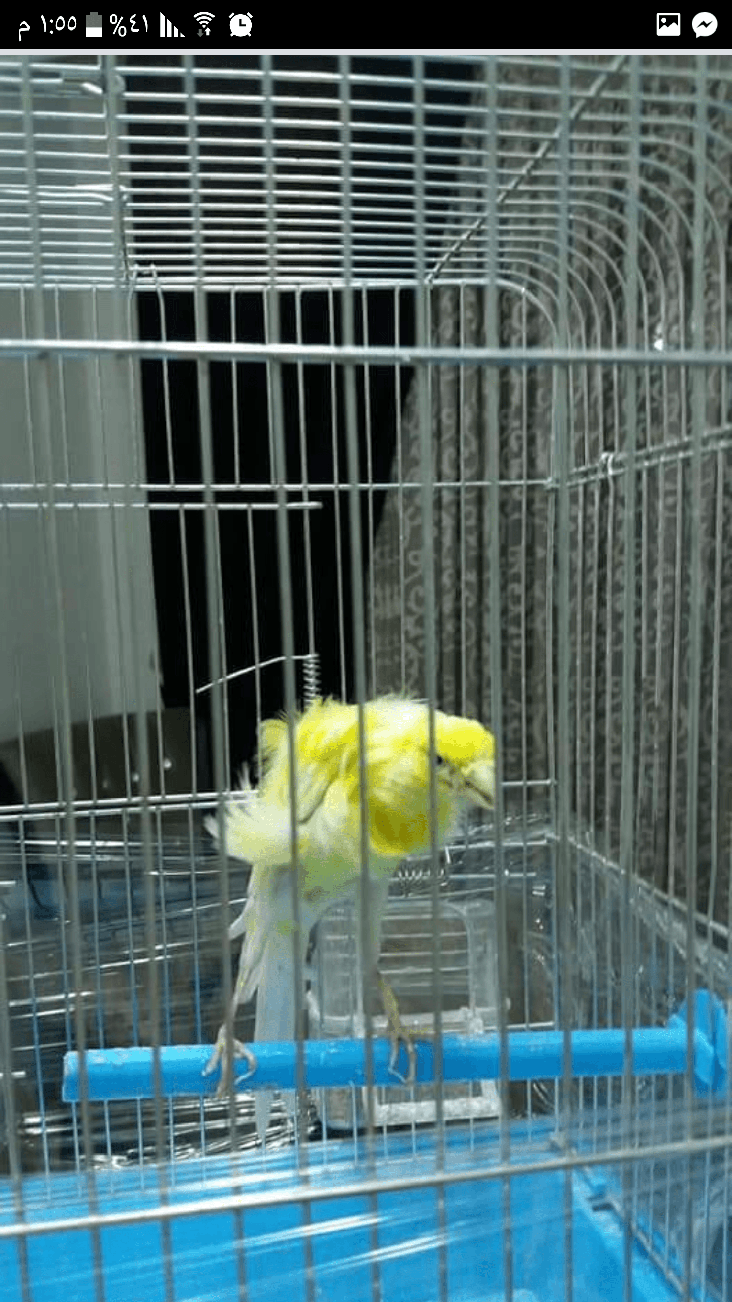 كنار للبيع
لا تنسَ أنك شاهدت هذا الإعلان في عنكبوت
كنار جنوبي للبيع انتاج بلدي بدايه تغريد حبه حل...