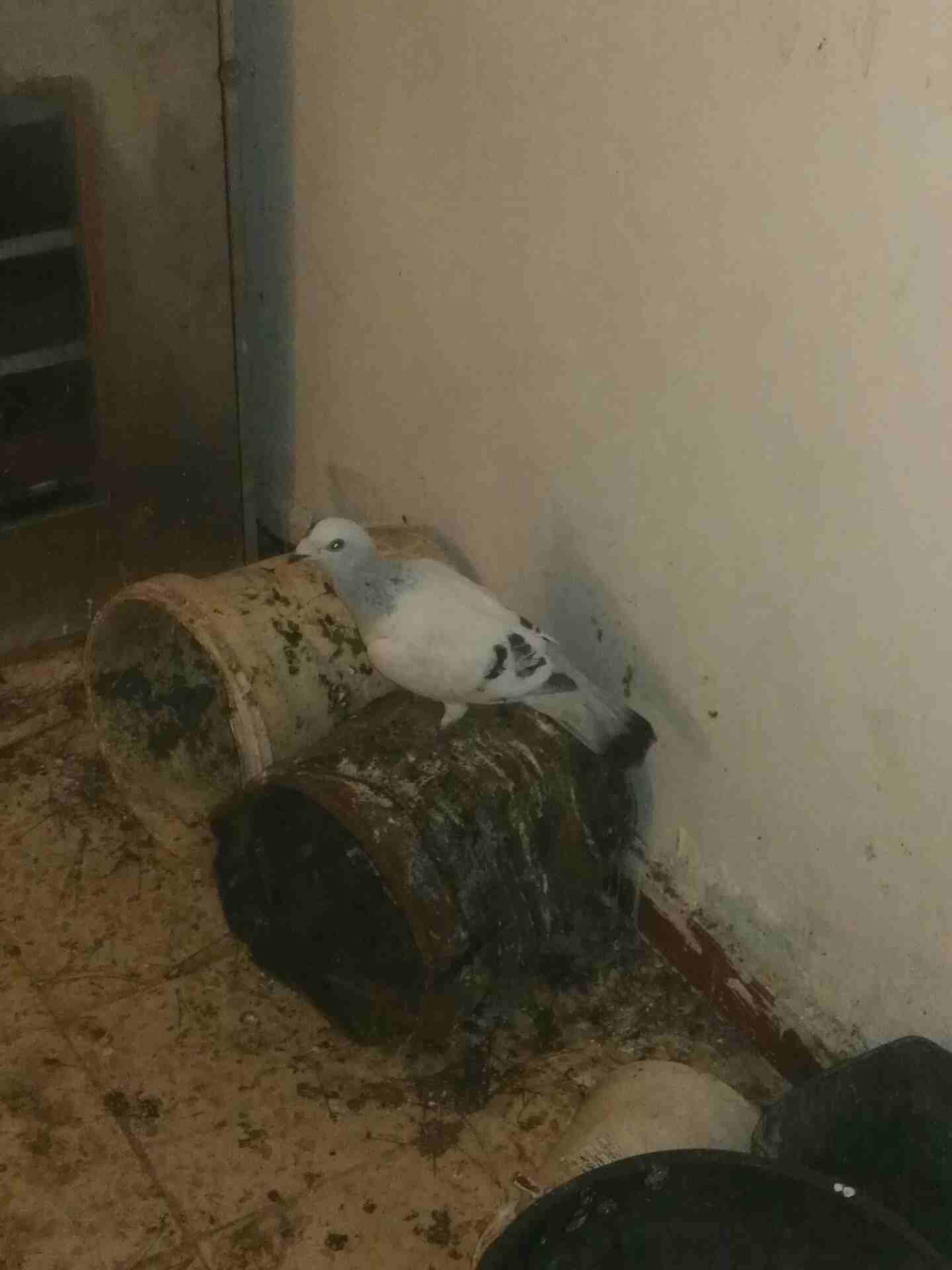 0777576140
لا تنسَ أنك شاهدت هذا الإعلان في عنكبوت
خمسة دينار حبه واحده...