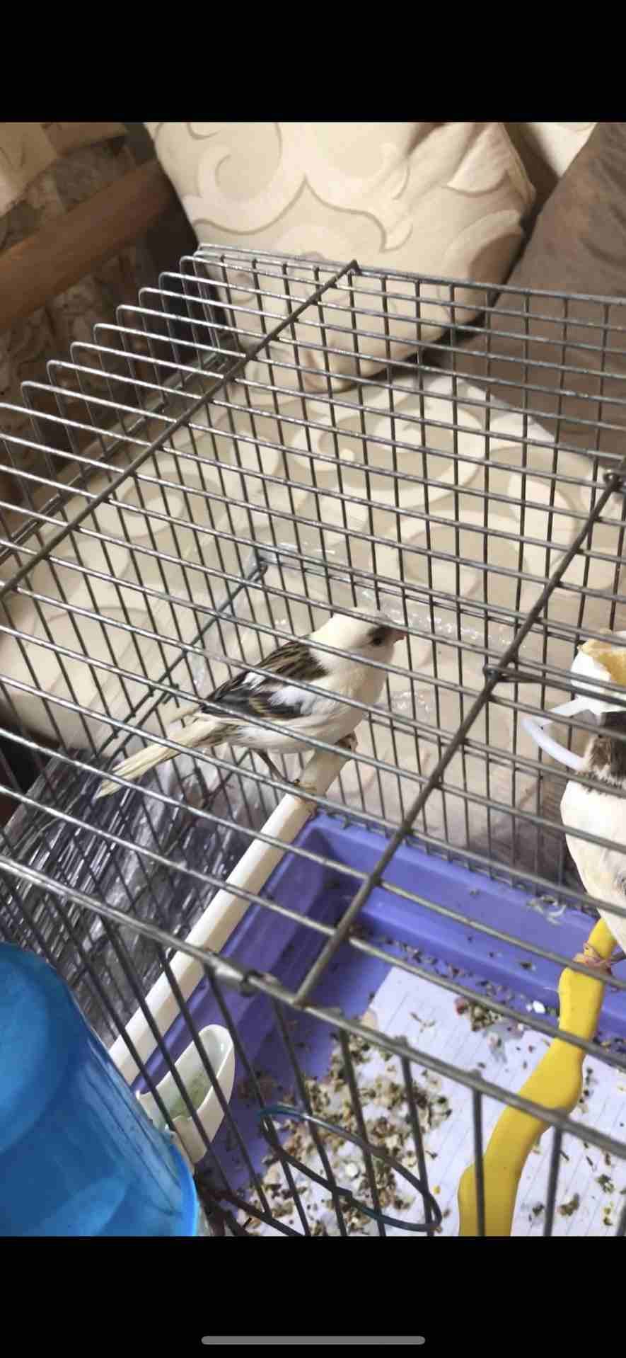 جوز ابيض بسكني بصلاة على النبي بدهم شوي وبيجهزو للبيع بسعر مغري نهاااائي بدون قفص
لا تنسَ أنك شاهدت هذا الإعلان في عنكبوت...