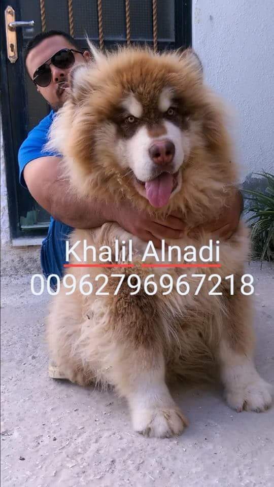Gaint Alaskan Malamute
لا تنسَ أنك شاهدت هذا الإعلان في عنكبوت
بسم الله ما شاء الله ...
متاح...