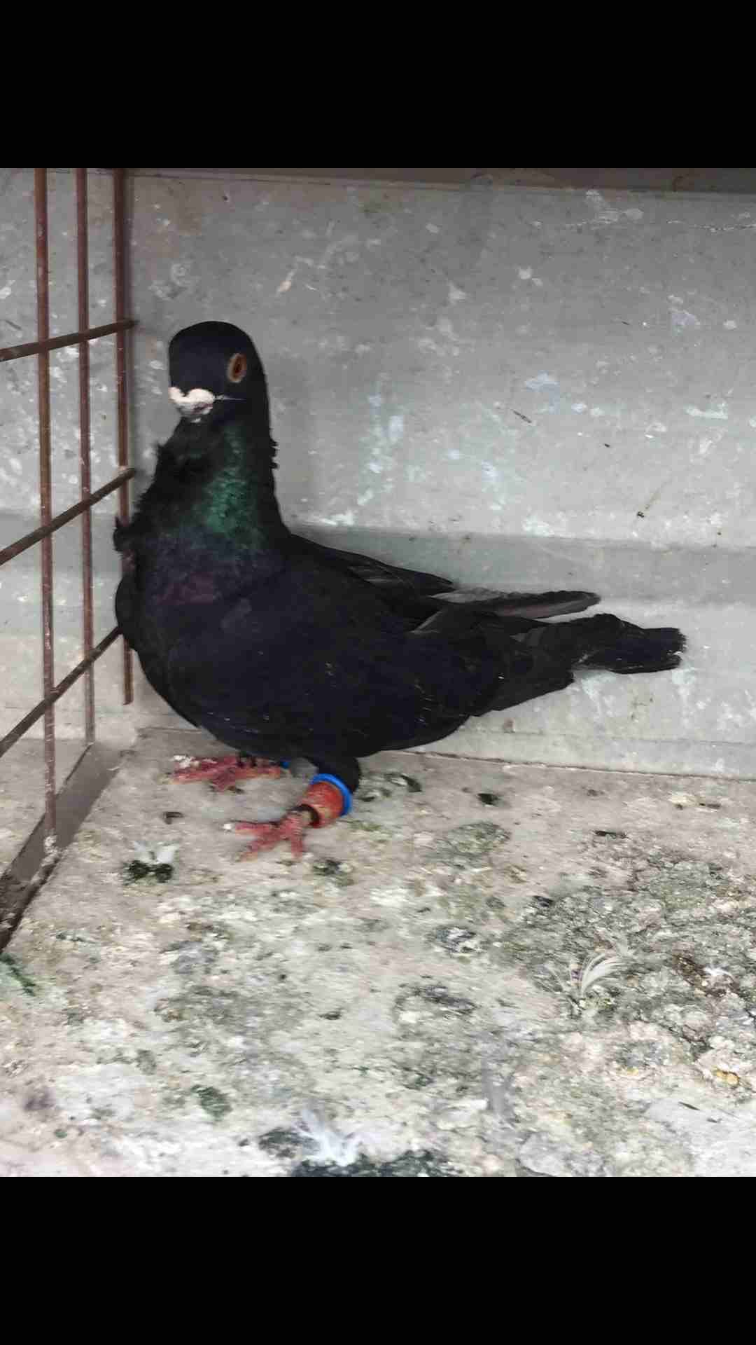 9 طيور كش بسعر مغري
لا تنسَ أنك شاهدت هذا الإعلان في عنكبوت
الطيور كش كلهم فحول
عدد 9 للبيع كلهم...