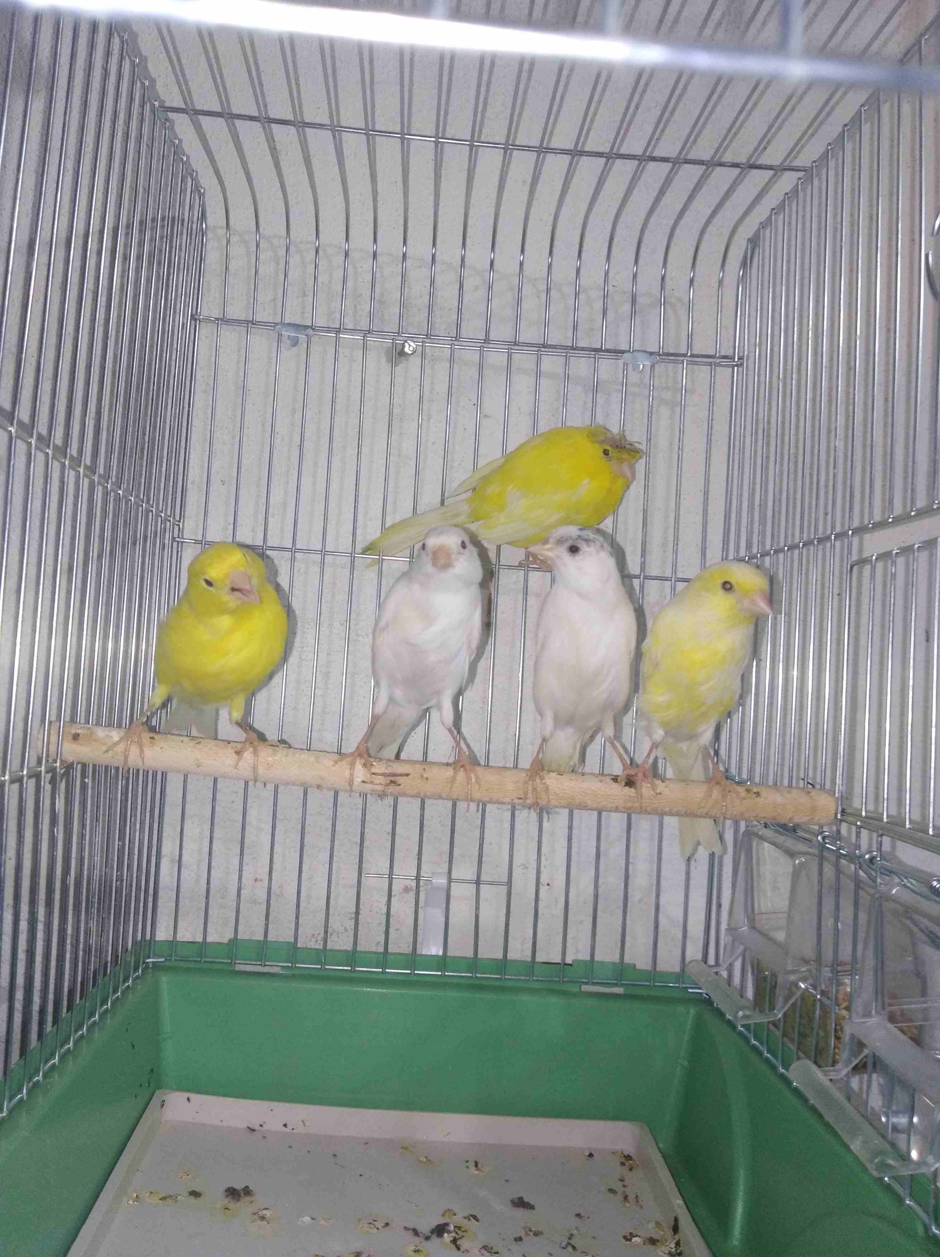 5 طوير كنارات 2 بيض و3 ليمونيات طوير مااااادات للبيع
لا تنسَ أنك شاهدت هذا الإعلان في عنكبوت
بسم...