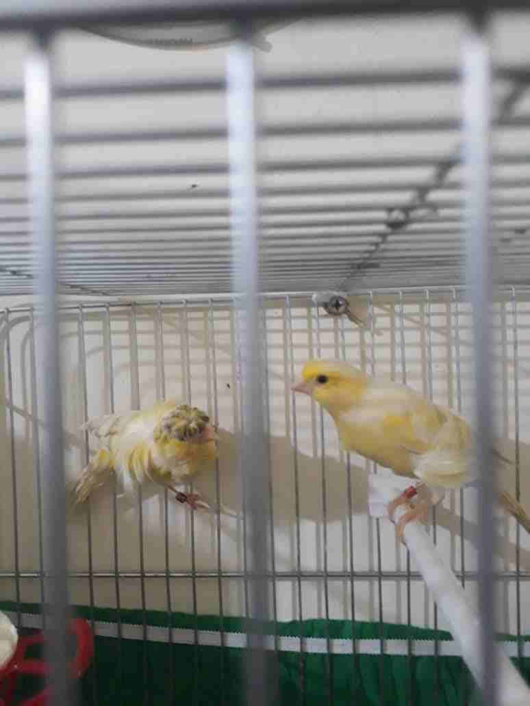 3اجواز كنار مفتلات وفي جوز مكنبرات للبيع بسعر مغري للجادين بدون قفاص
لا تنسَ أنك شاهدت هذا الإعلان في عنكبوت...