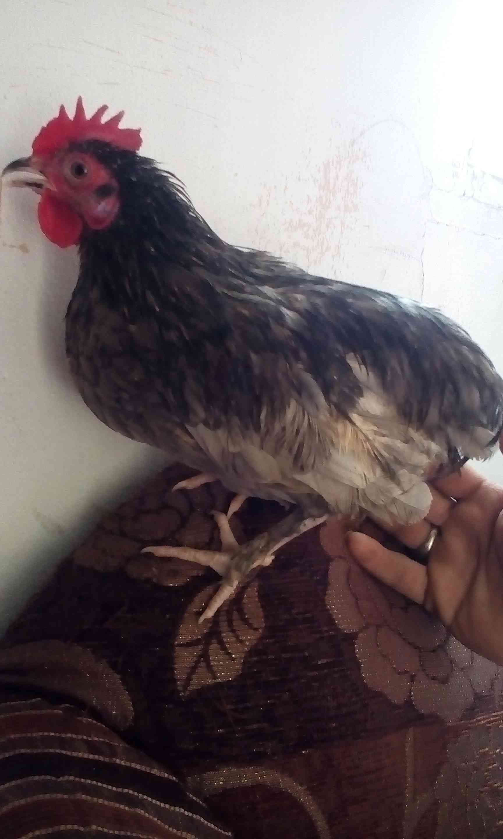 ديوك فرخات بلدي بينهم ديك براهمي
لا تنسَ أنك شاهدت هذا الإعلان في عنكبوت
فراخ ديوك...