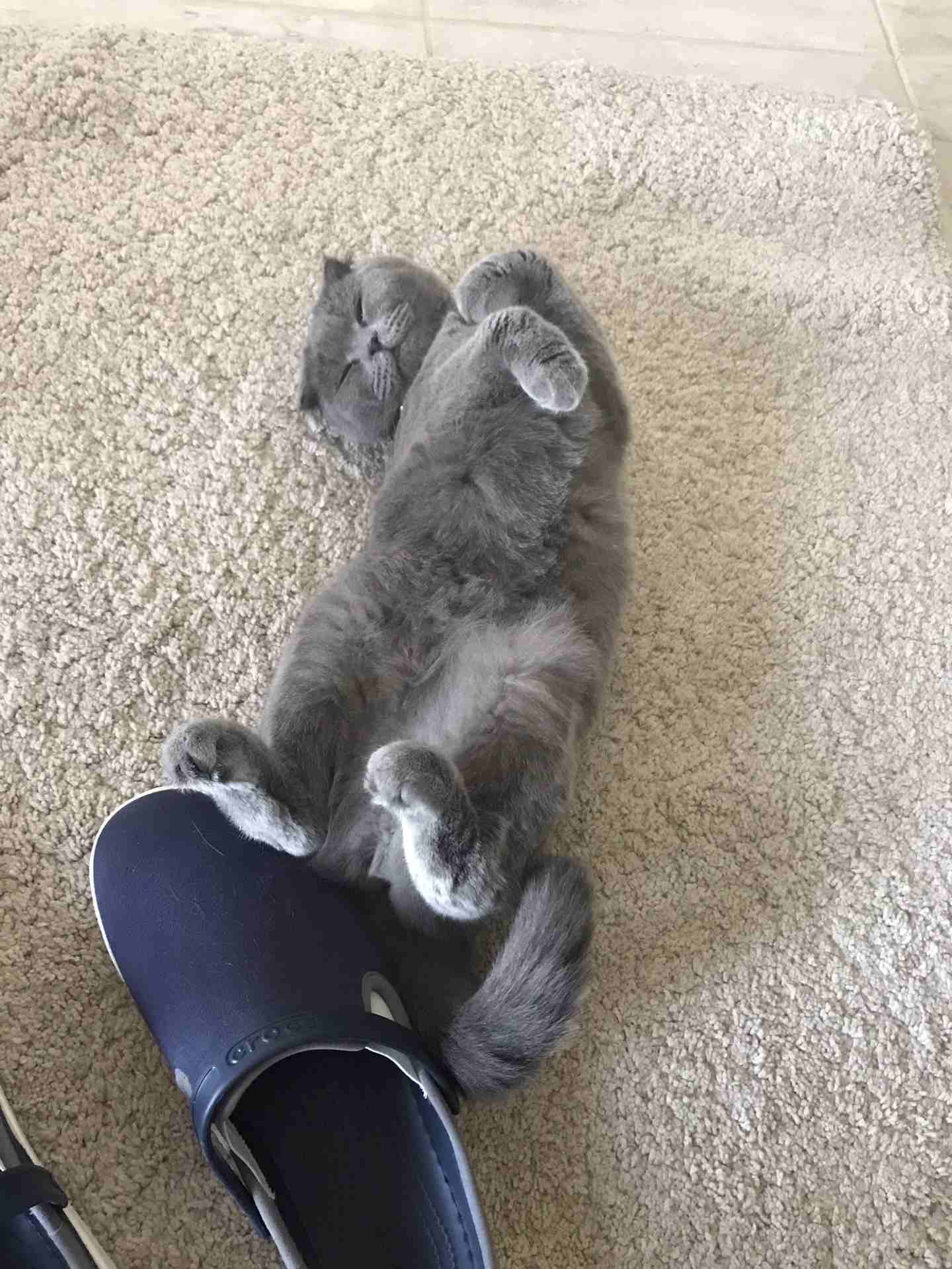 قطه سكوتش فولد scotish fold cat
لا تنسَ أنك شاهدت هذا الإعلان في عنكبوت
Gender: female انثى
Age:...