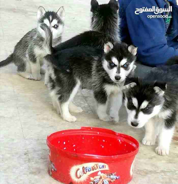 جراو هاسكي للبيع
لا تنسَ أنك شاهدت هذا الإعلان في عنكبوت
جراو للبيع...