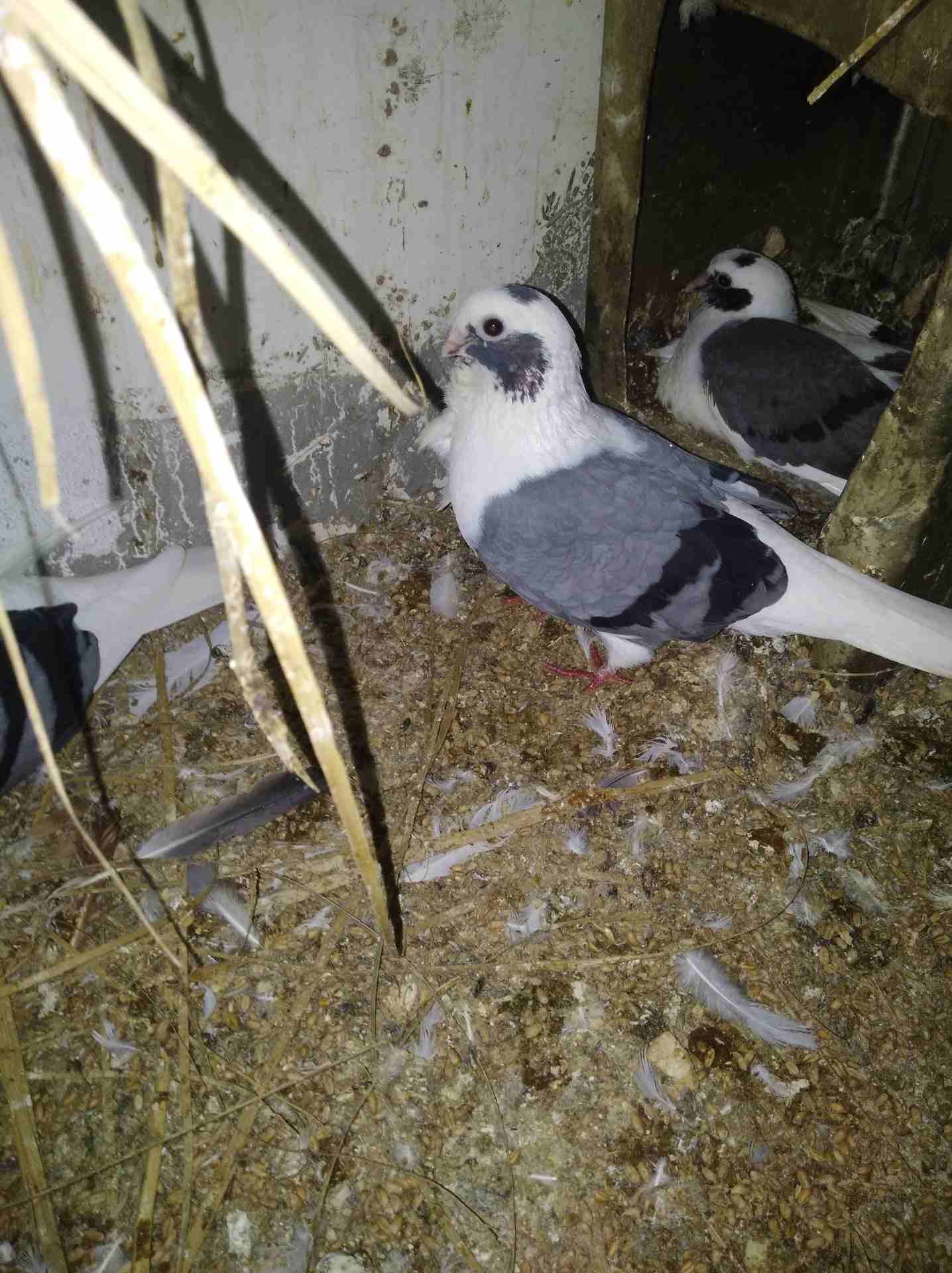 جواز للبيع بسعر حرق الزرقاء الهاشميه
لا تنسَ أنك شاهدت هذا الإعلان في عنكبوت
جواز كلو شغال معو فر...
