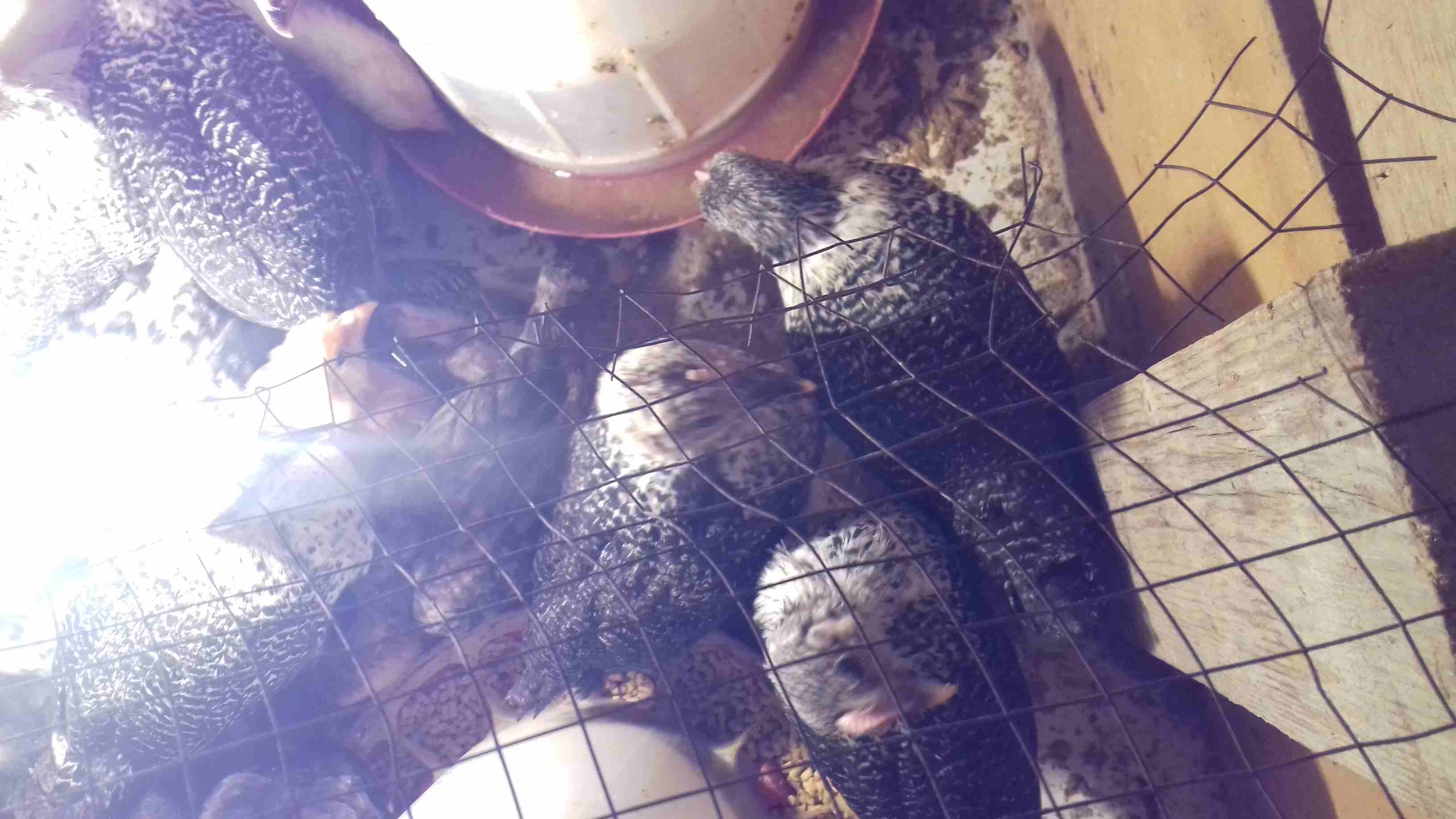 40حبه دجاج بلدي عمر 75يوم ماخذات جميع المطاعيم صحه ممتازه ماشاء الله
لا تنسَ أنك شاهدت هذا الإعلان في عنكبوت...