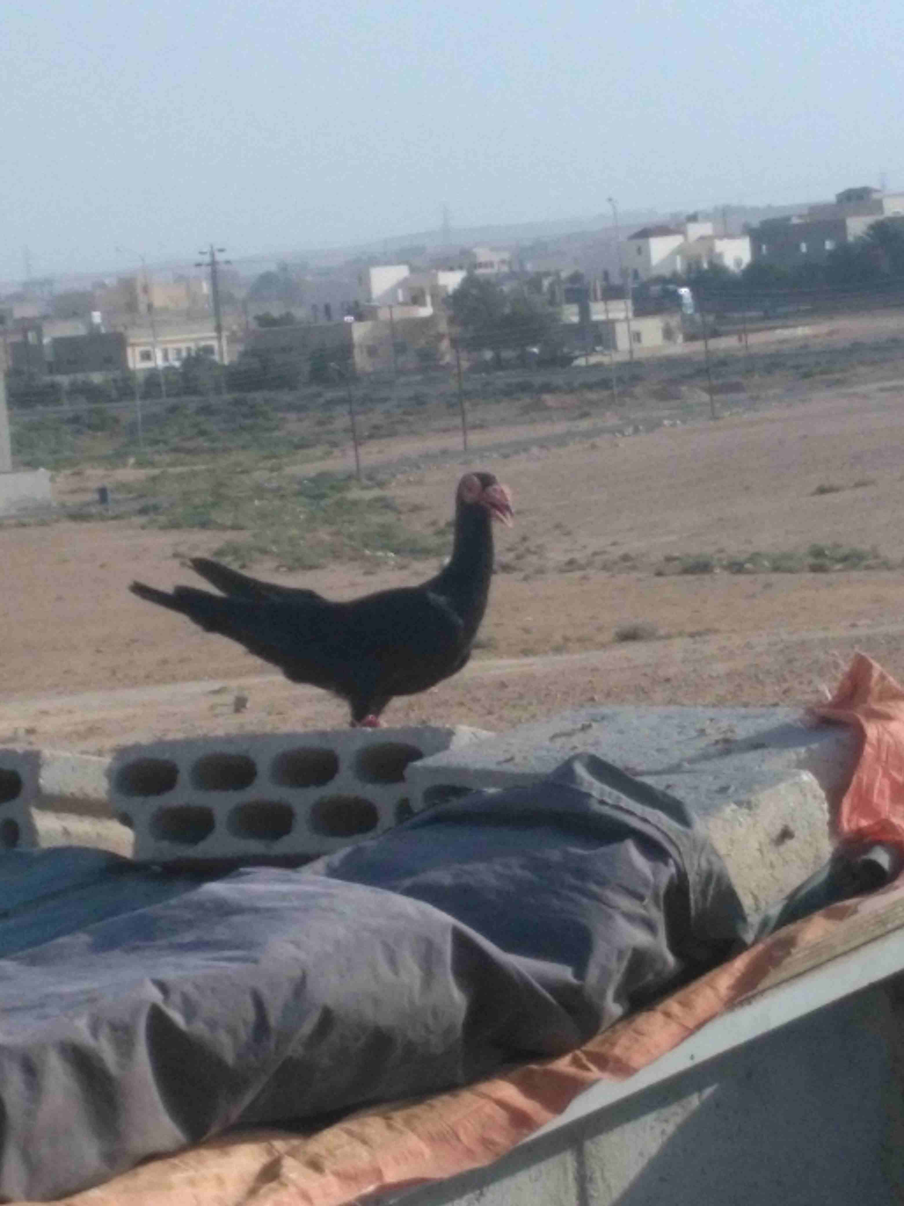 جوز شغالات
لا تنسَ أنك شاهدت هذا الإعلان في عنكبوت
جوز شغالات صلاة النبي عليهم شرعات وخلفتهم حلوة...