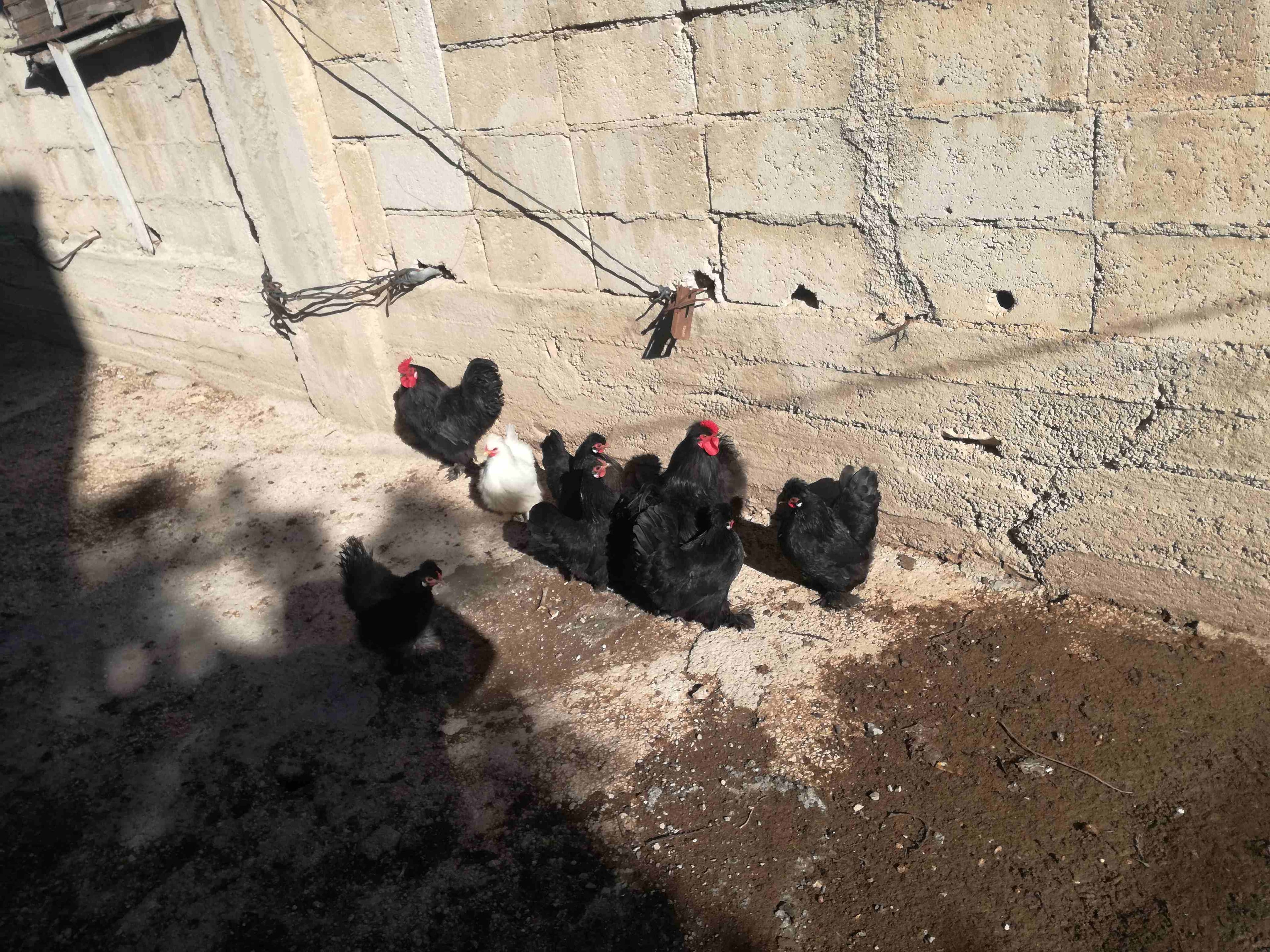 دجاج كوشن للبيع
لا تنسَ أنك شاهدت هذا الإعلان في عنكبوت
دجاج كوشن للبيع0775522570
رقم ال...