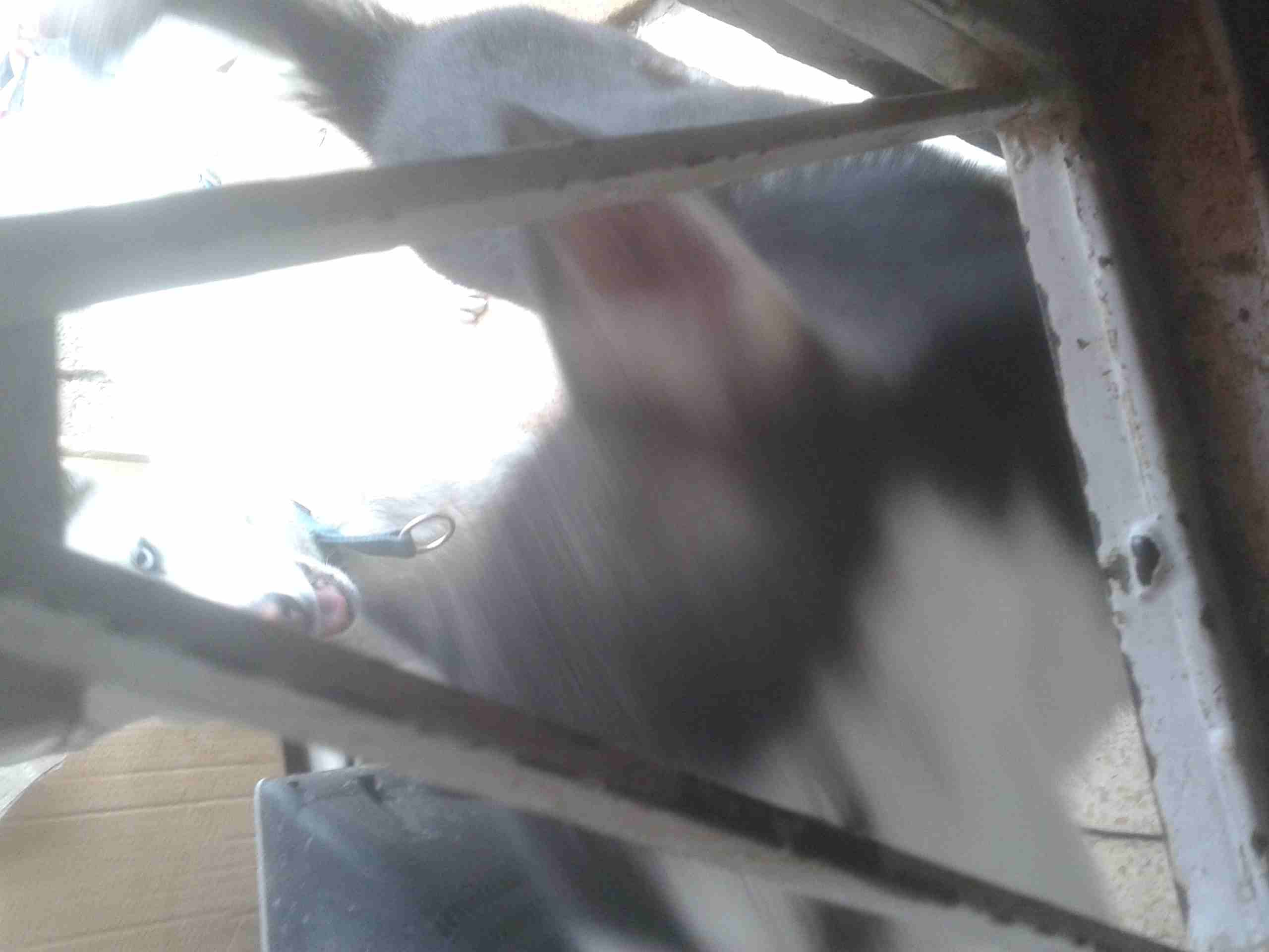 اناثي جيرمن و هسكي للبيع او البدل بسعر مغري150
لا تنسَ أنك شاهدت هذا الإعلان في عنكبوت
العمر سن...