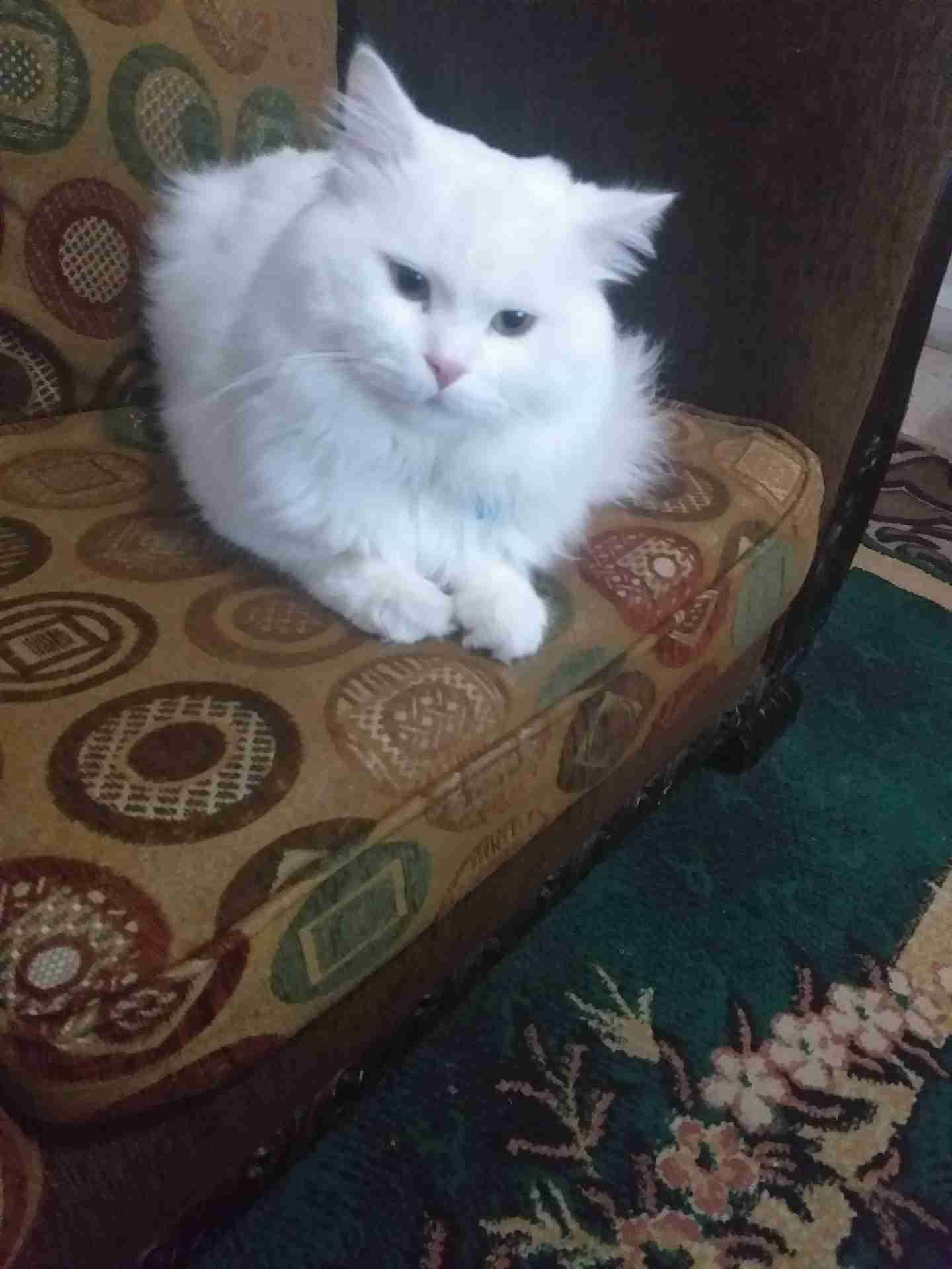 قط ذكر العمر سنة للزواج في طبربور
لا تنسَ أنك شاهدت هذا الإعلان في عنكبوت
قط ذكر للتزاوج فقط...