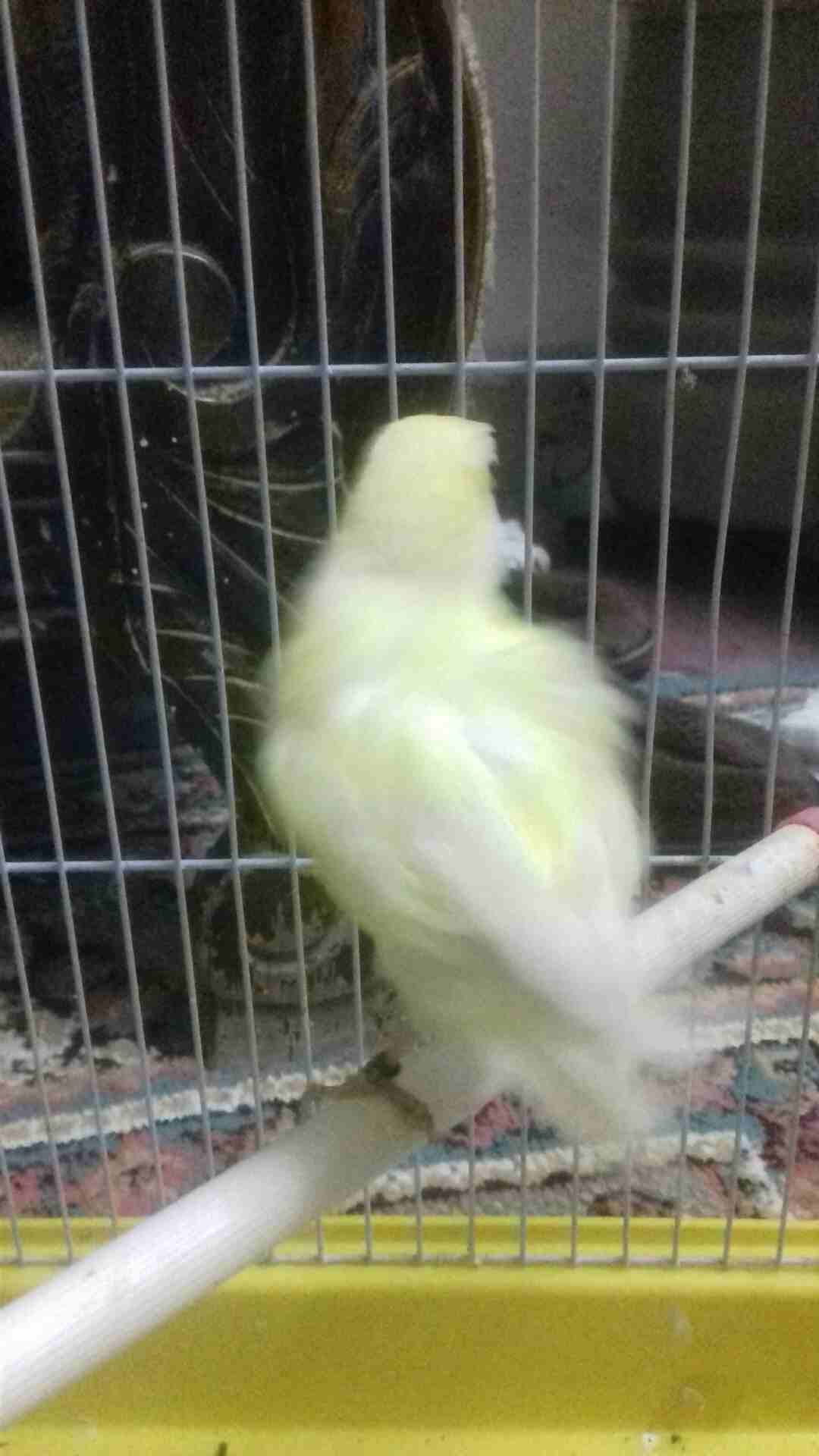 طيره شمالي شغاله
لا تنسَ أنك شاهدت هذا الإعلان في عنكبوت
بسم الله ما شاء الله
أنثى مفتل شمالي شغ...